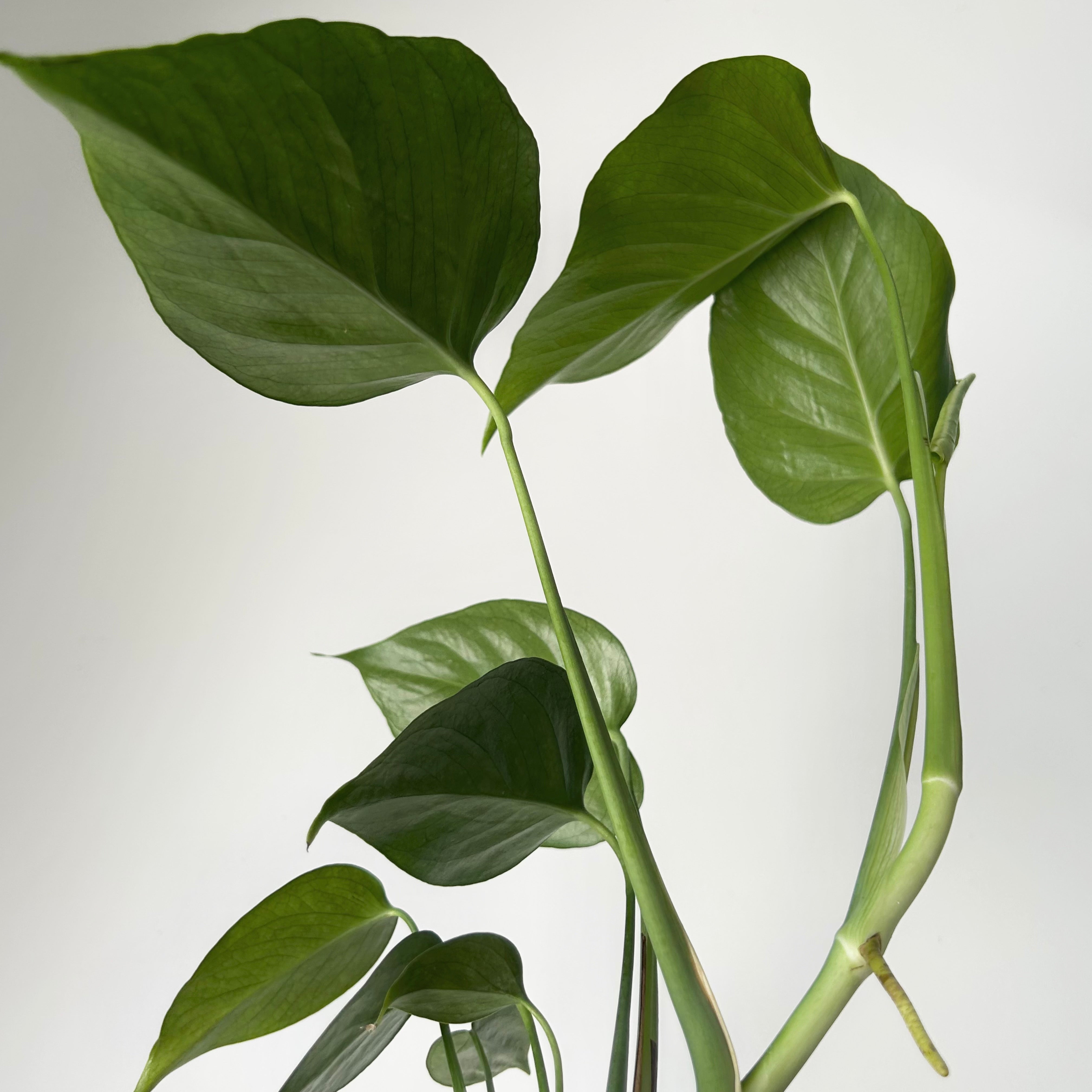 Monstera sierrana 3.5” pot