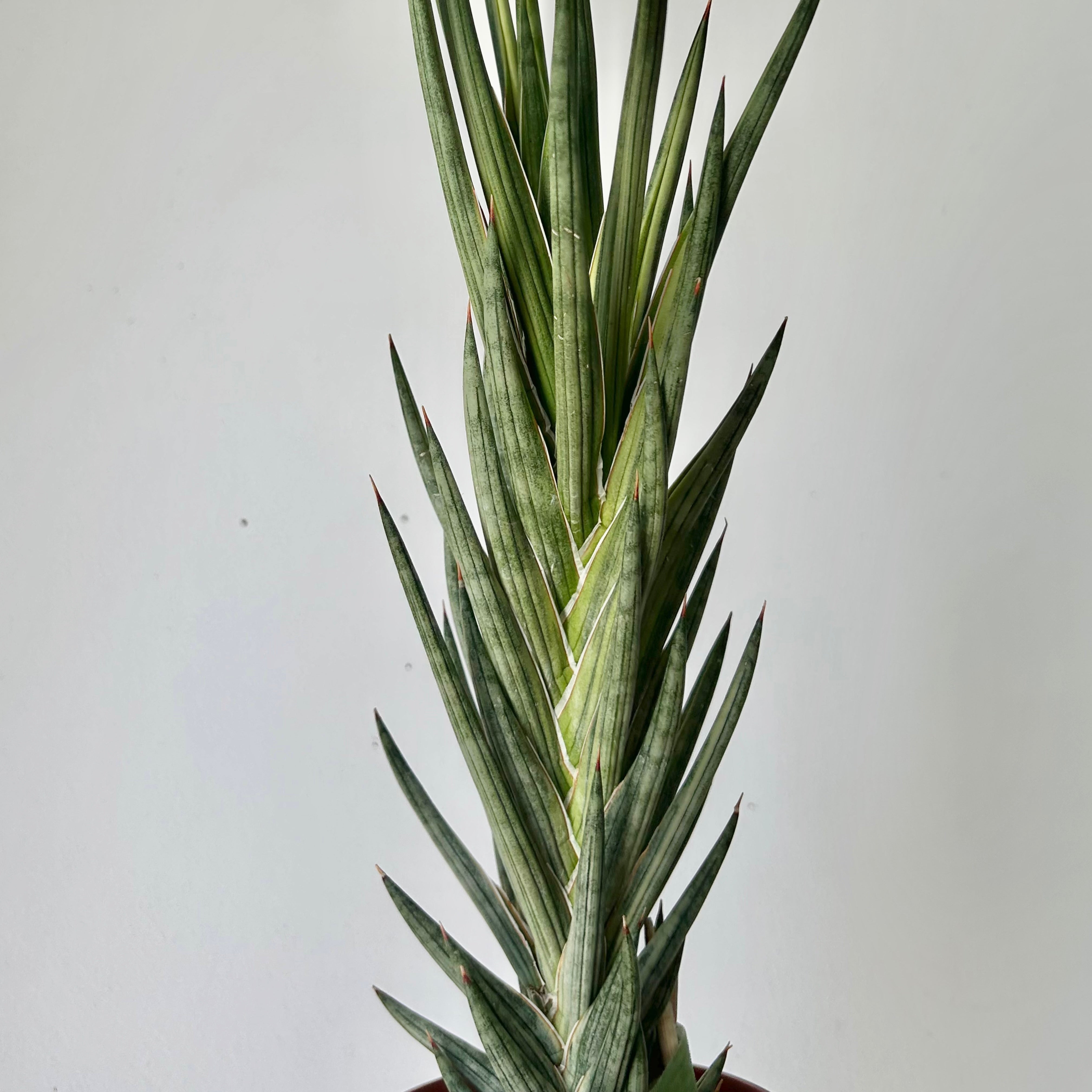 Variegated Sansevieria francisii 5”pot