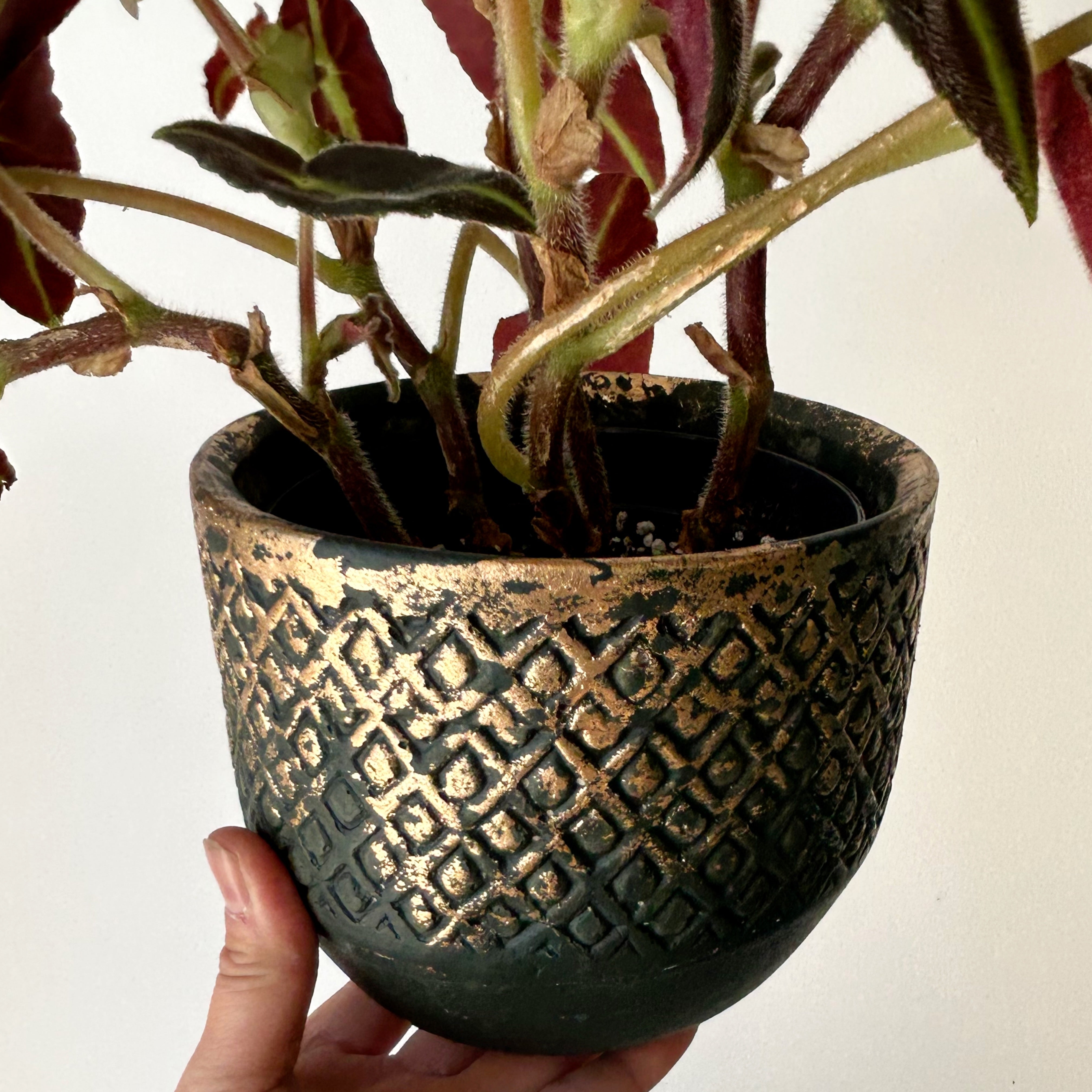CALEB Decorative Pot FOREST GREEN (5.25”X5”)