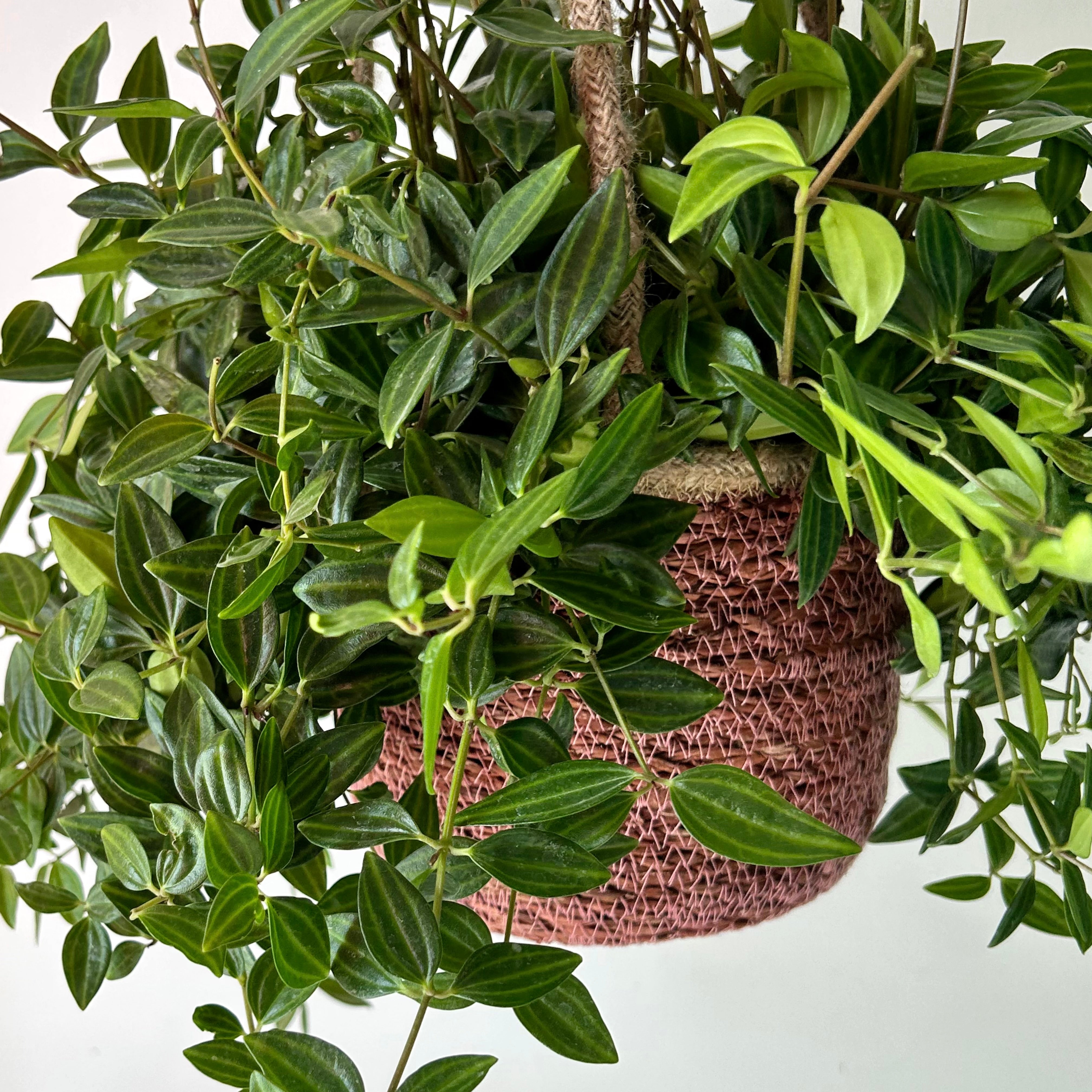 MANU woven plant basket (6.5”x5.5”)