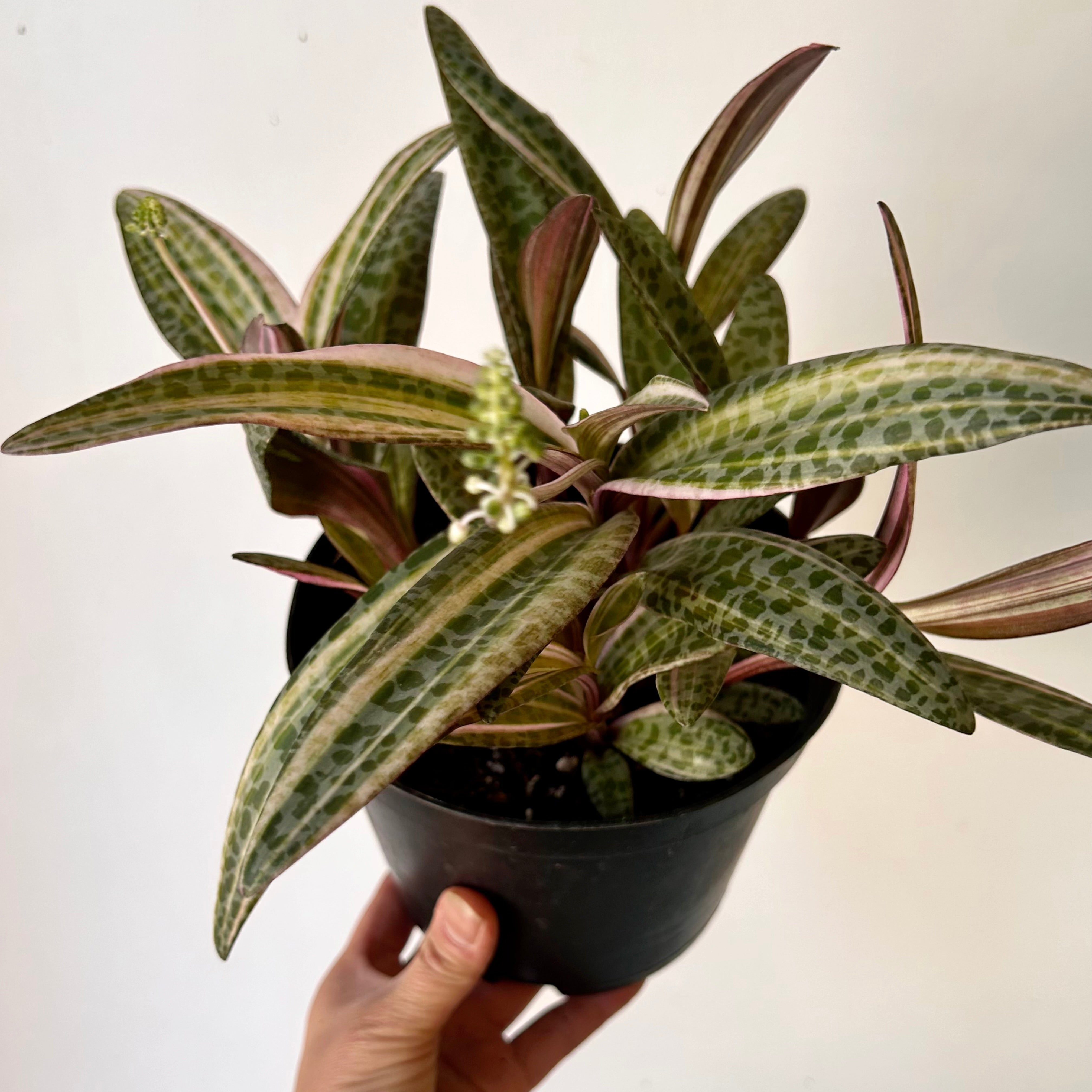 Pink Squill “Juda” 6”pot (Ledebouria socialis variegata)