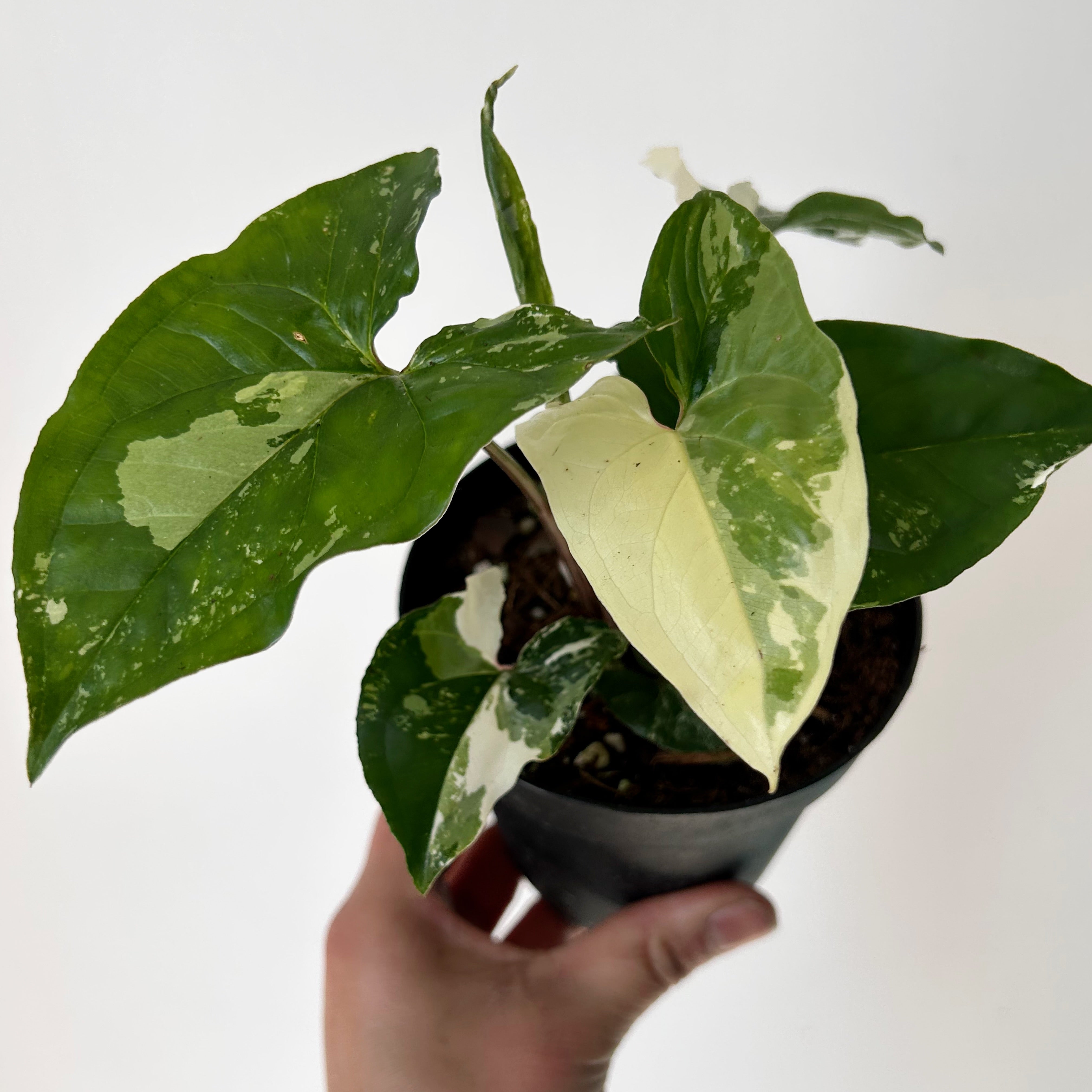 Syngonium Podophyllum Albo Variegated 4” pot