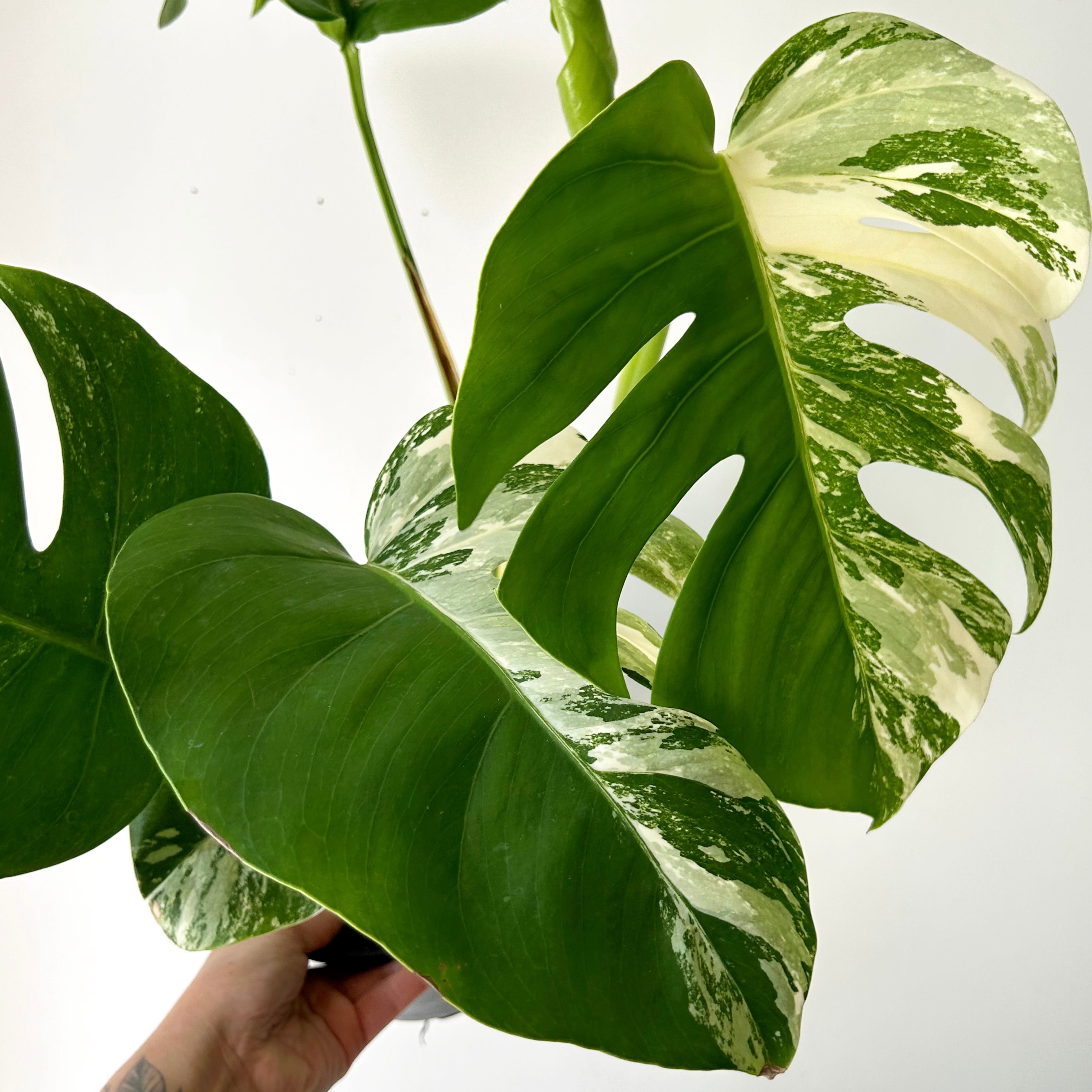 Monstera Albo Variegata 6”pot