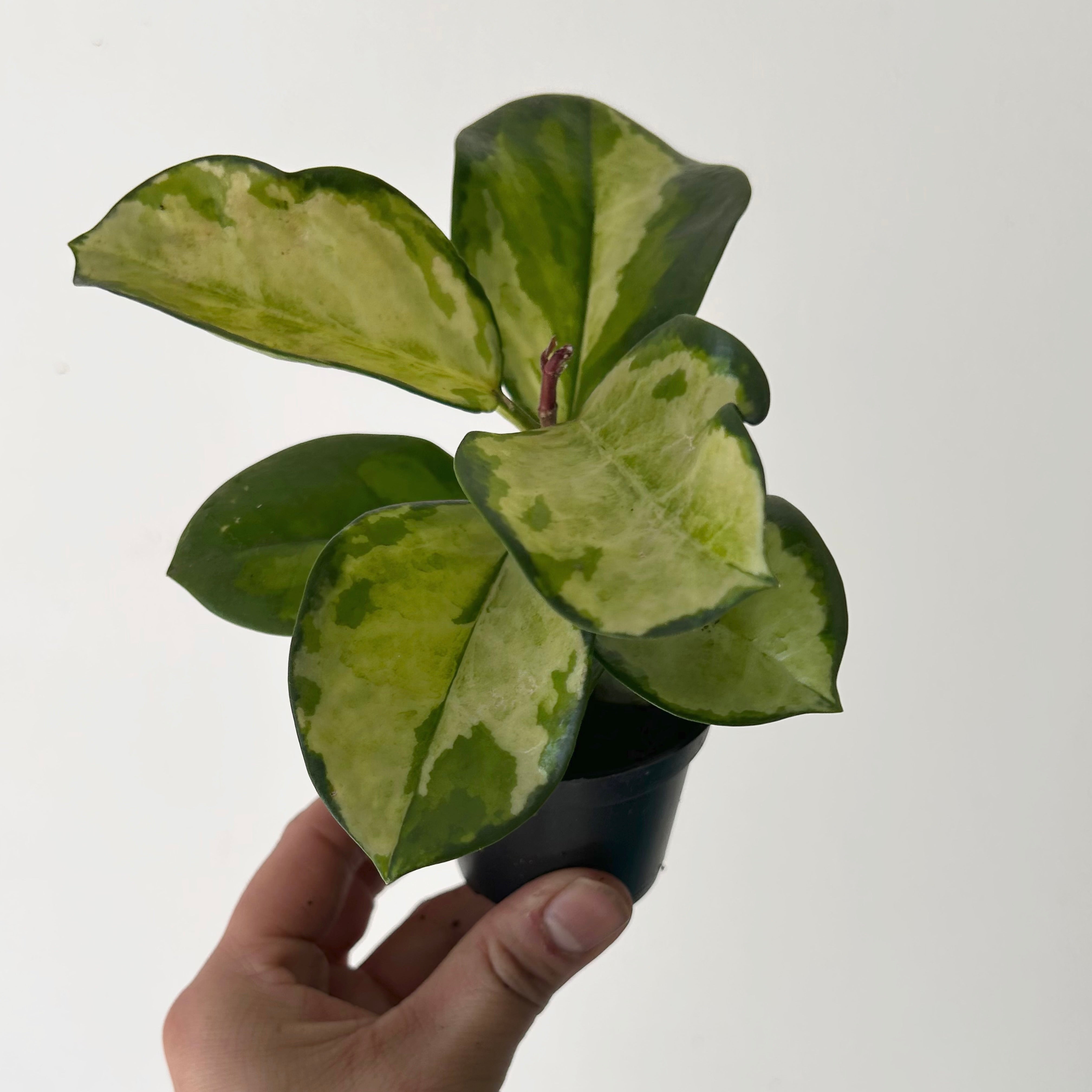 Hoya Australis “Lisa” 2.5”pot