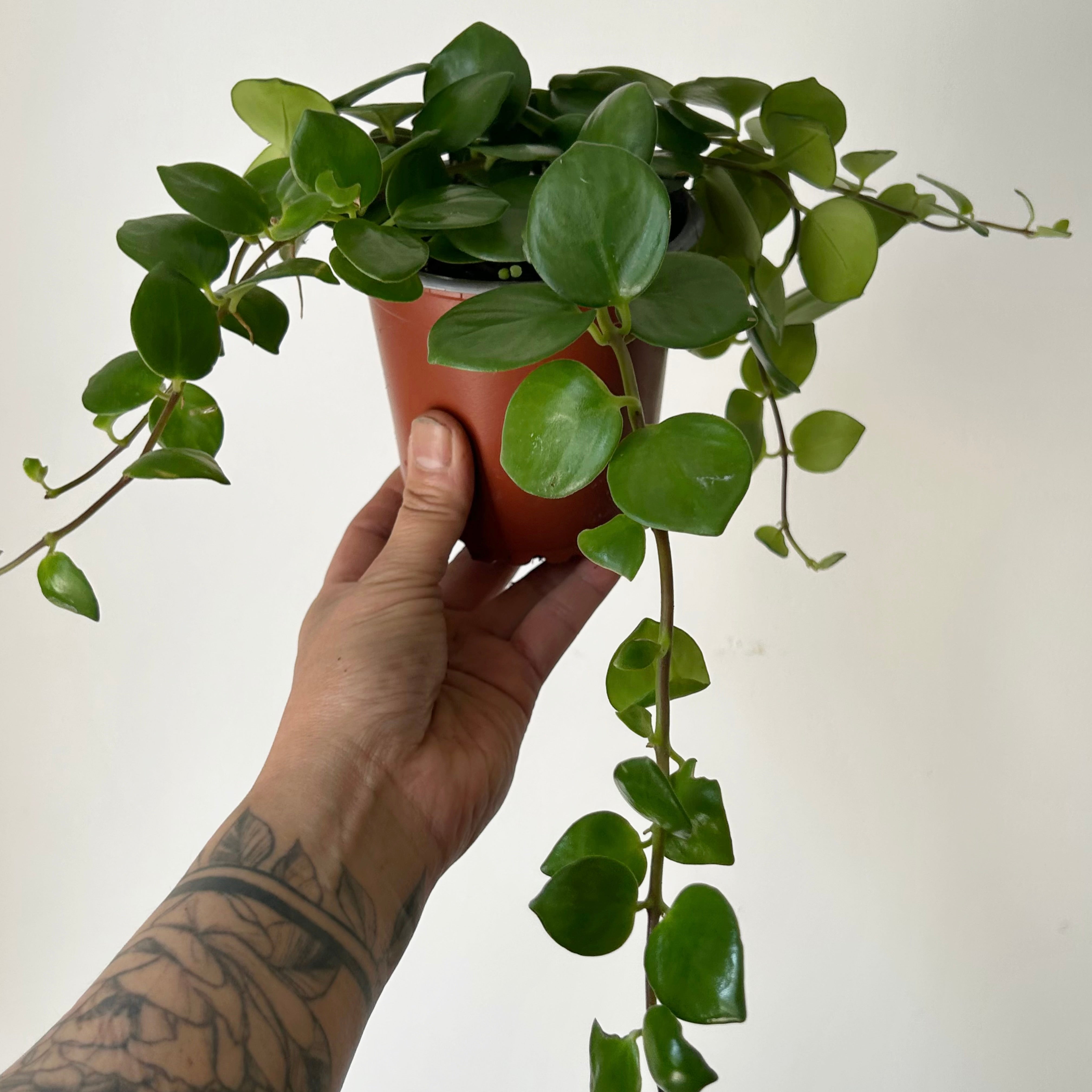 Pink Thai Lipstick vine (Aeschynanthus Radicans) 4” pot