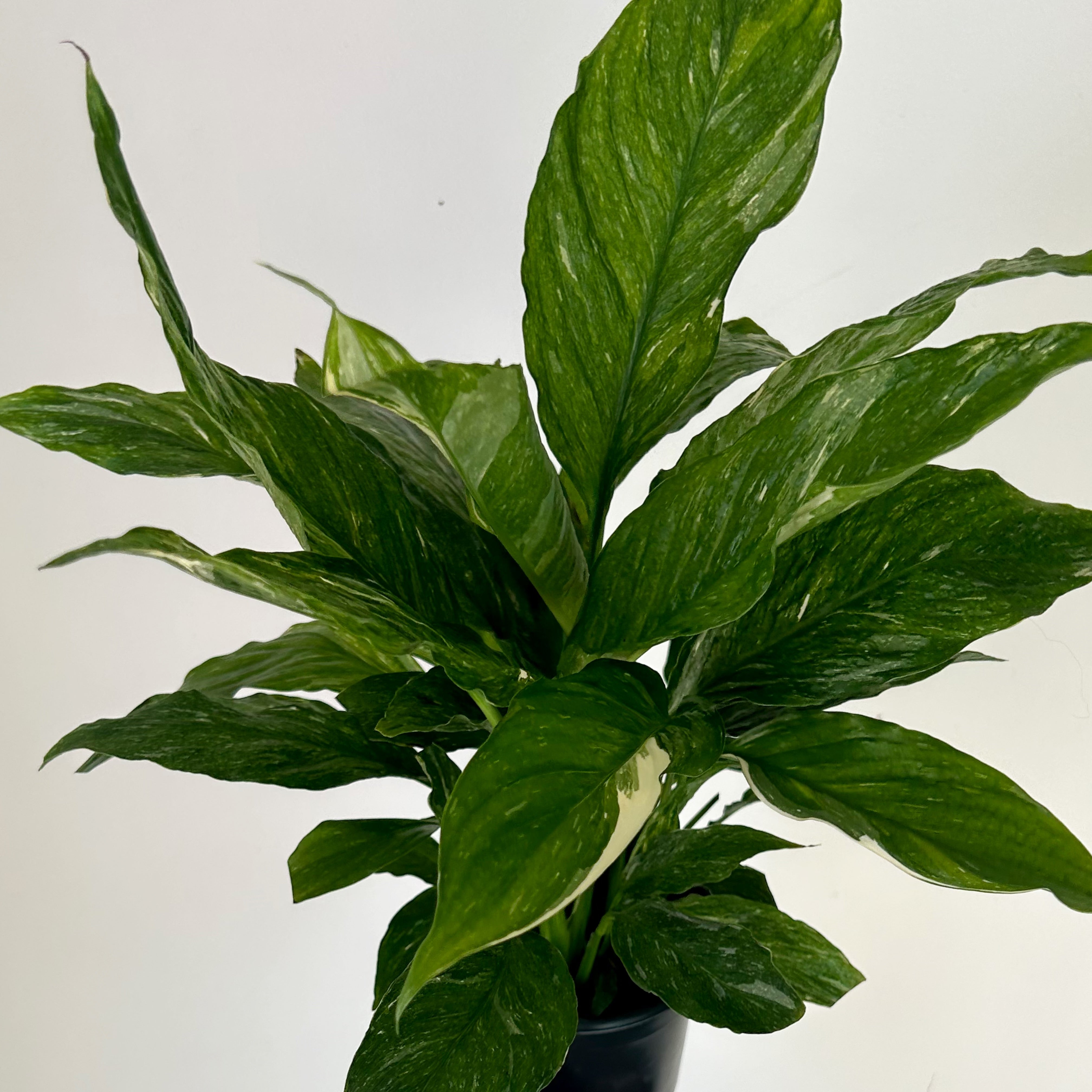 Variegated Peace Lily “Domino” 4”pot