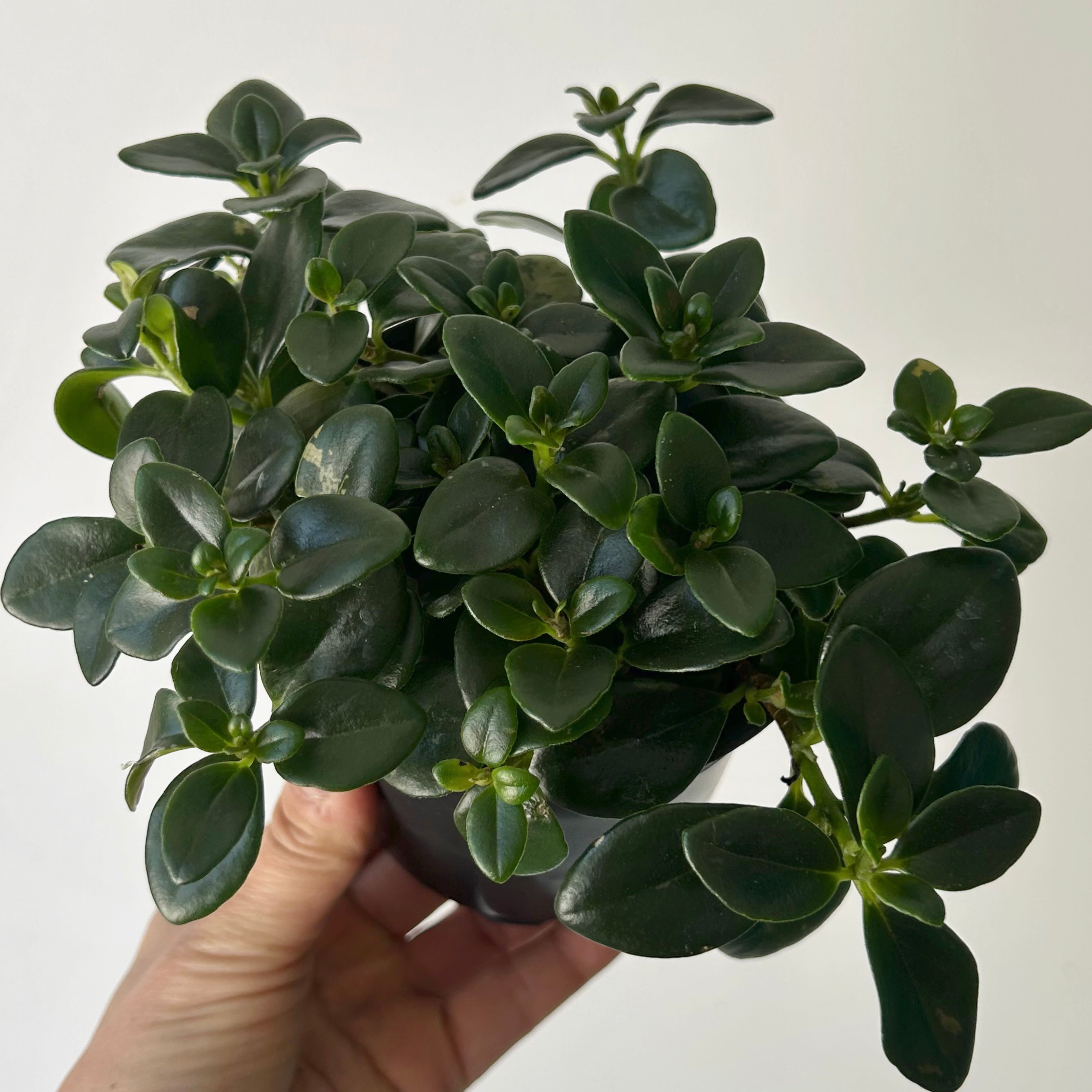 Goldfish Plant (Nematanthus) 4” pot