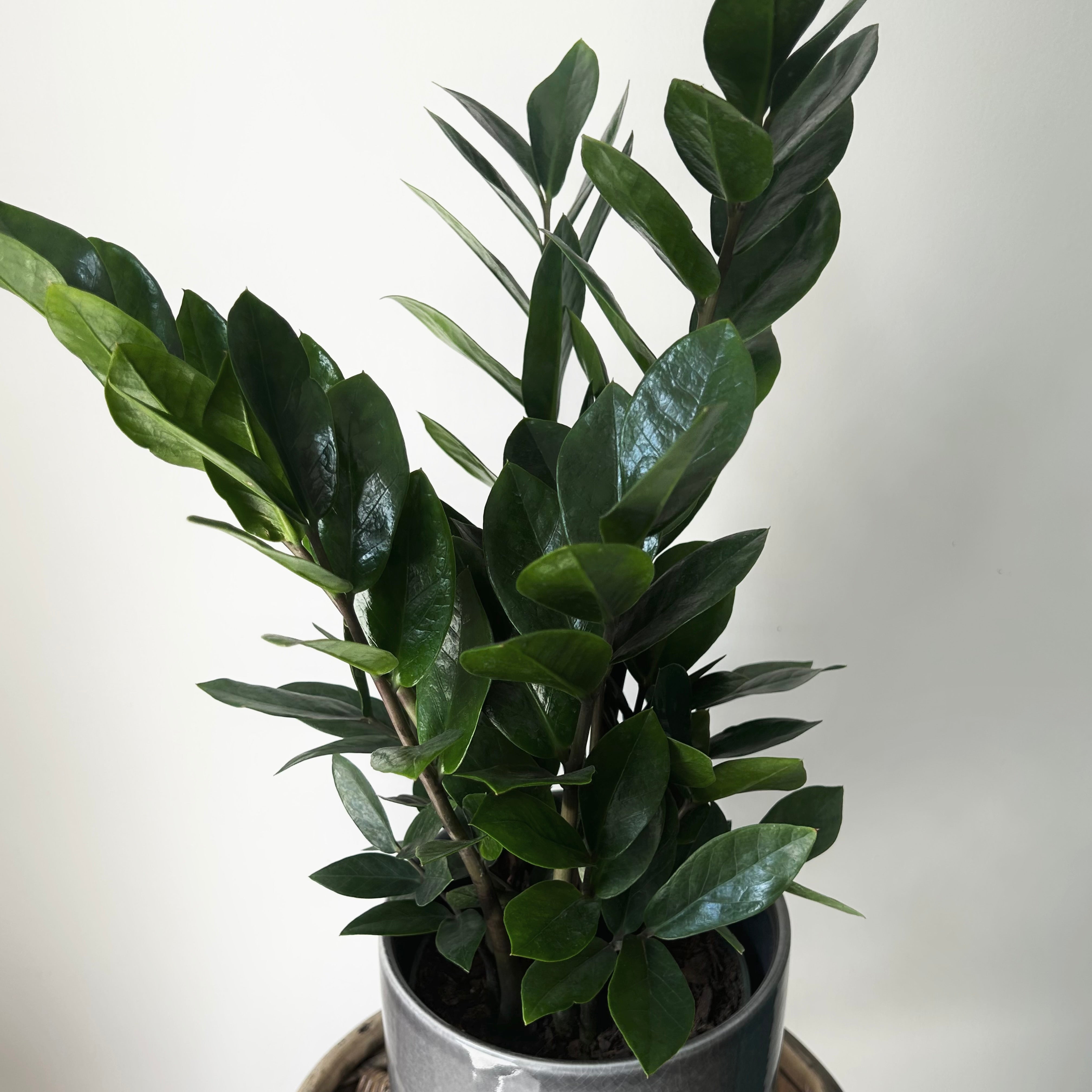 ZZ Plant (Zamioculcas Zamiifolia)  6”pot