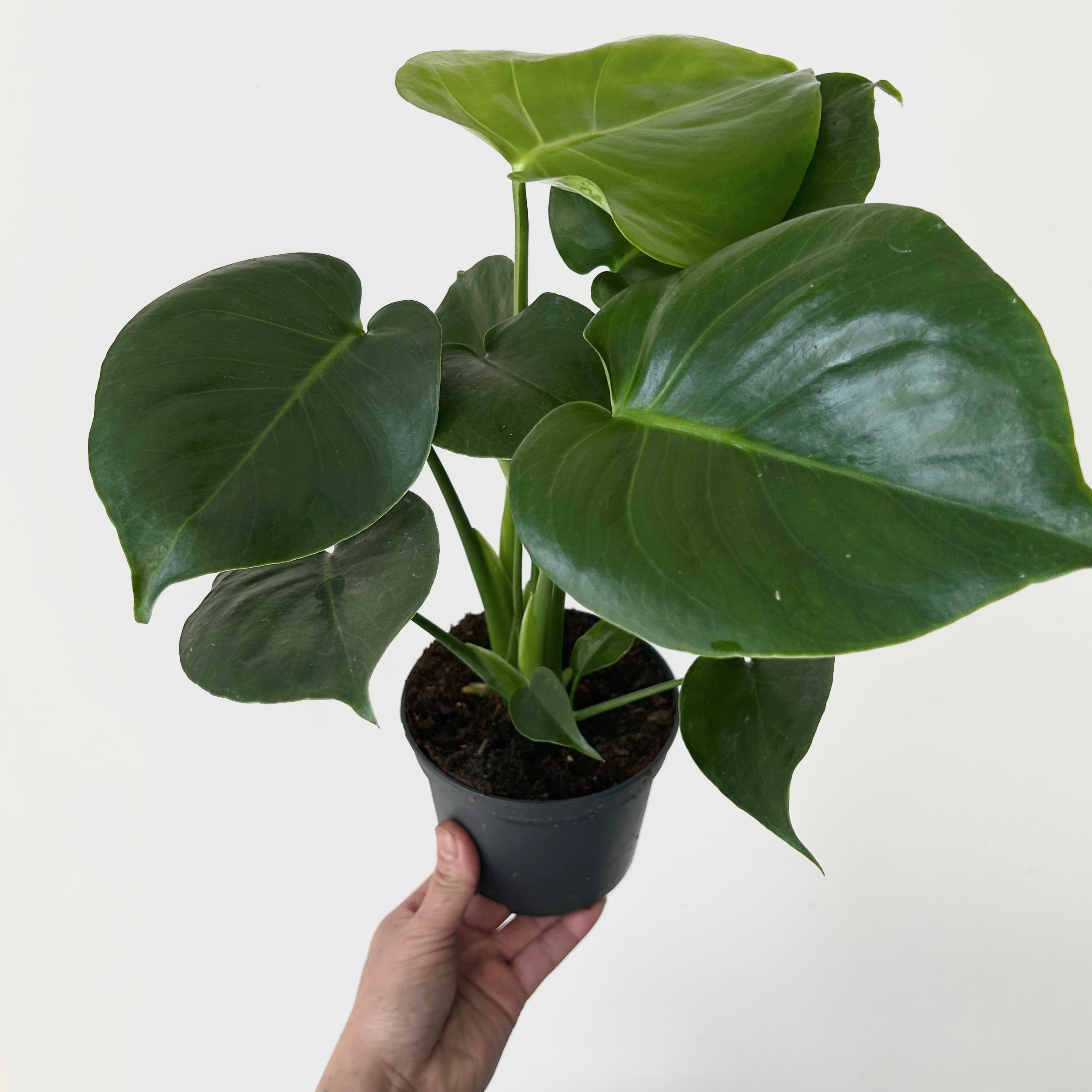 Monstera deliciosa in 5”pot