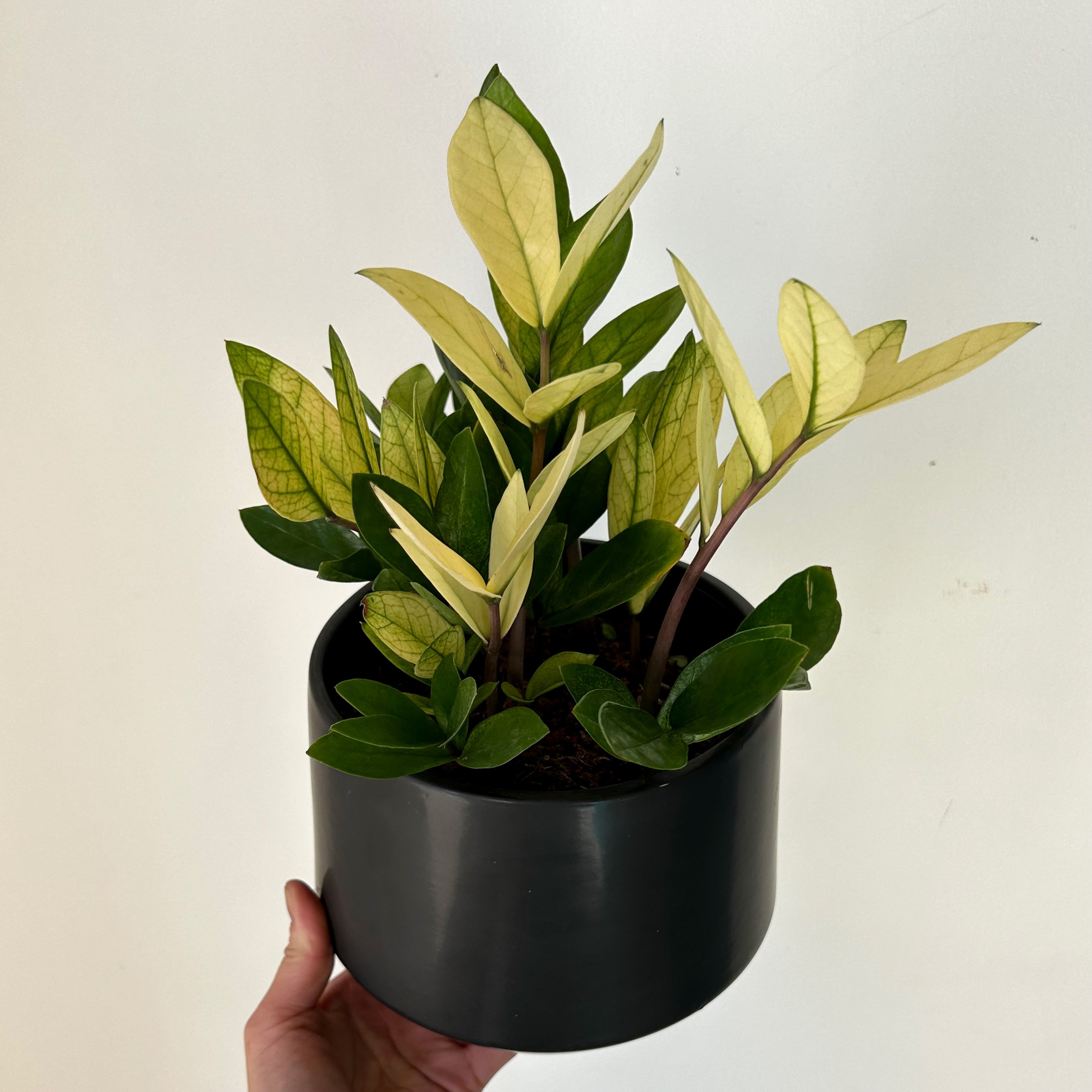 ZZ “Chameleon” 6” pot