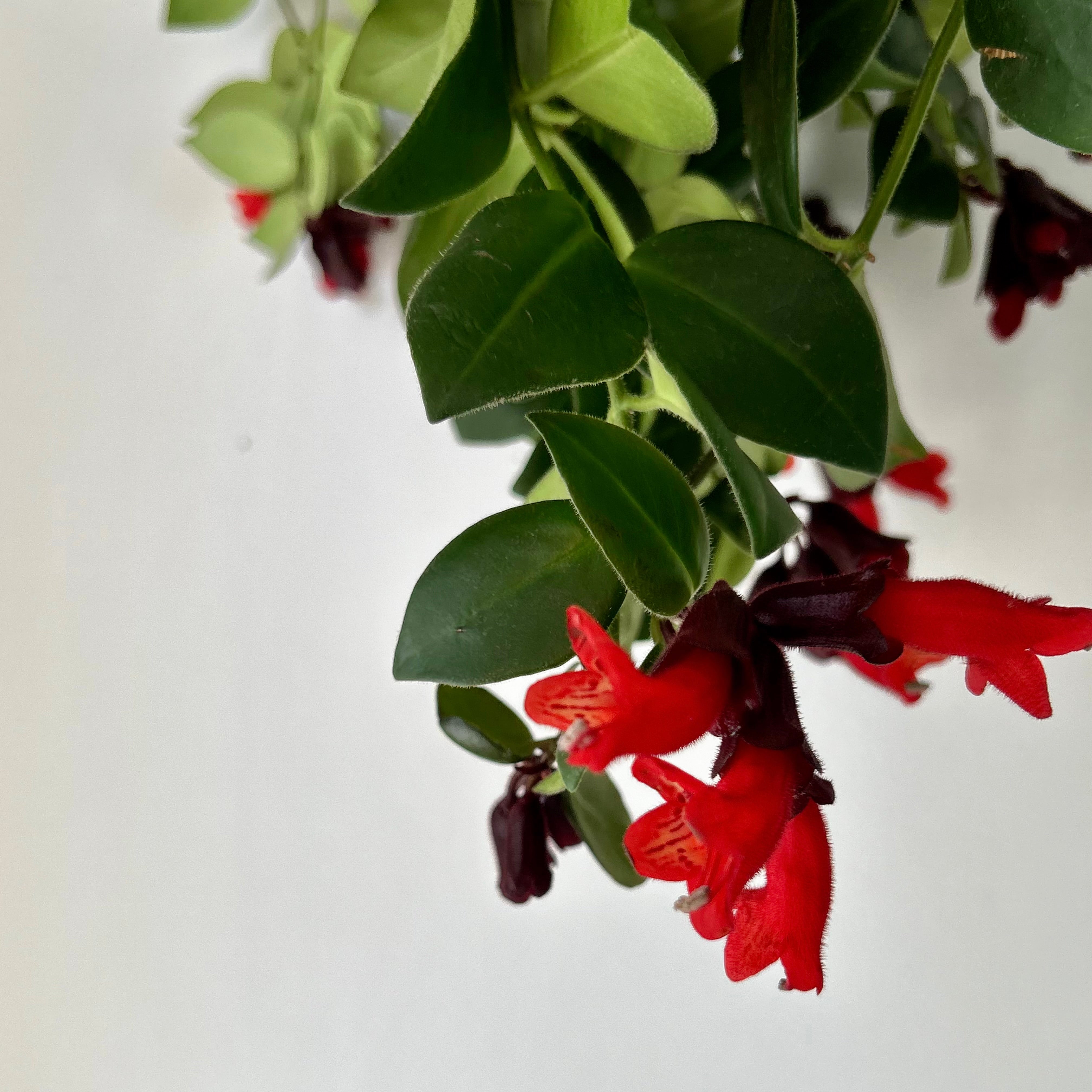 Mona Lisa Lipstick Plant (Aeschynanthus) 8" hanging basket