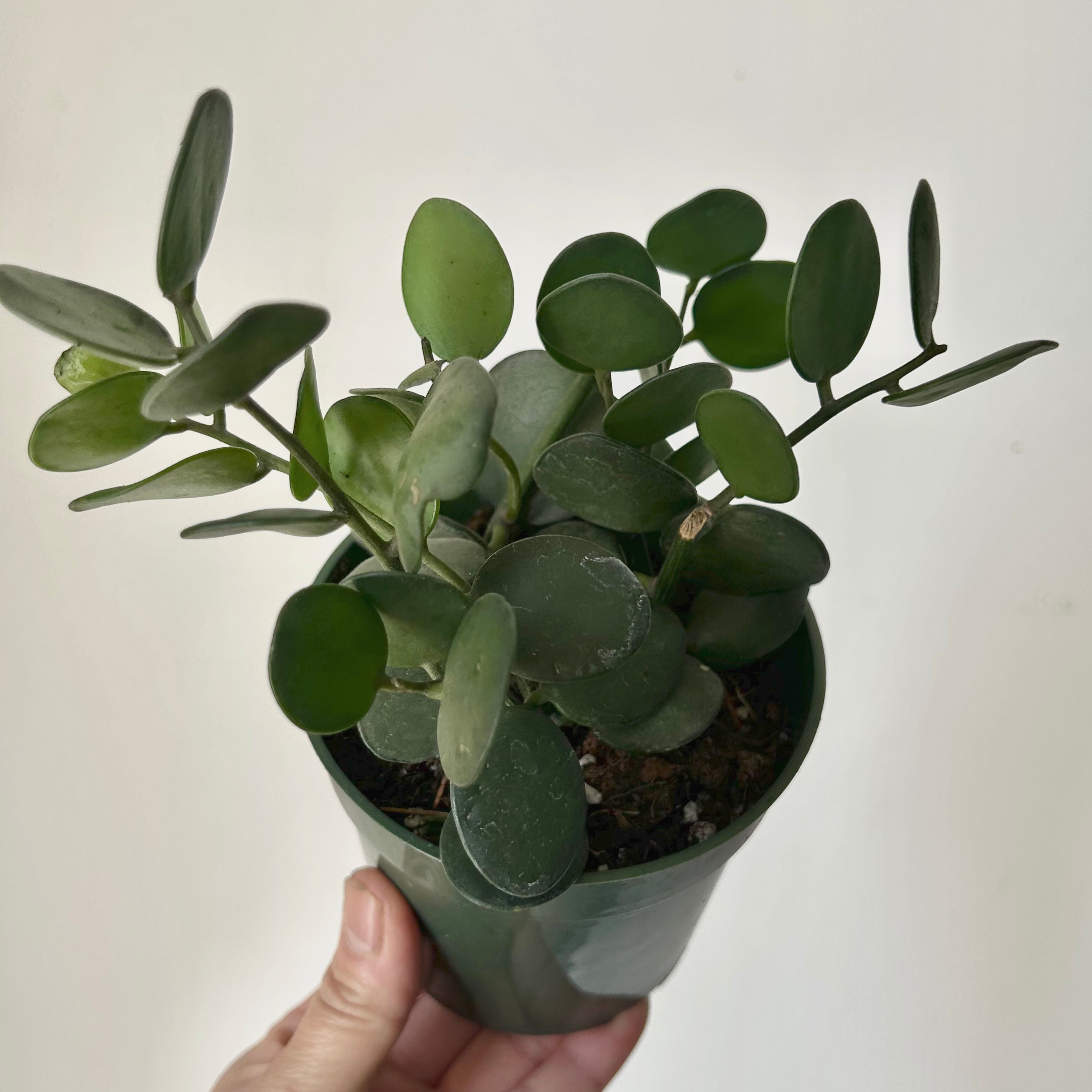 Silver Dollar Vine (Xerosicyos Danguyi ), 4”pot