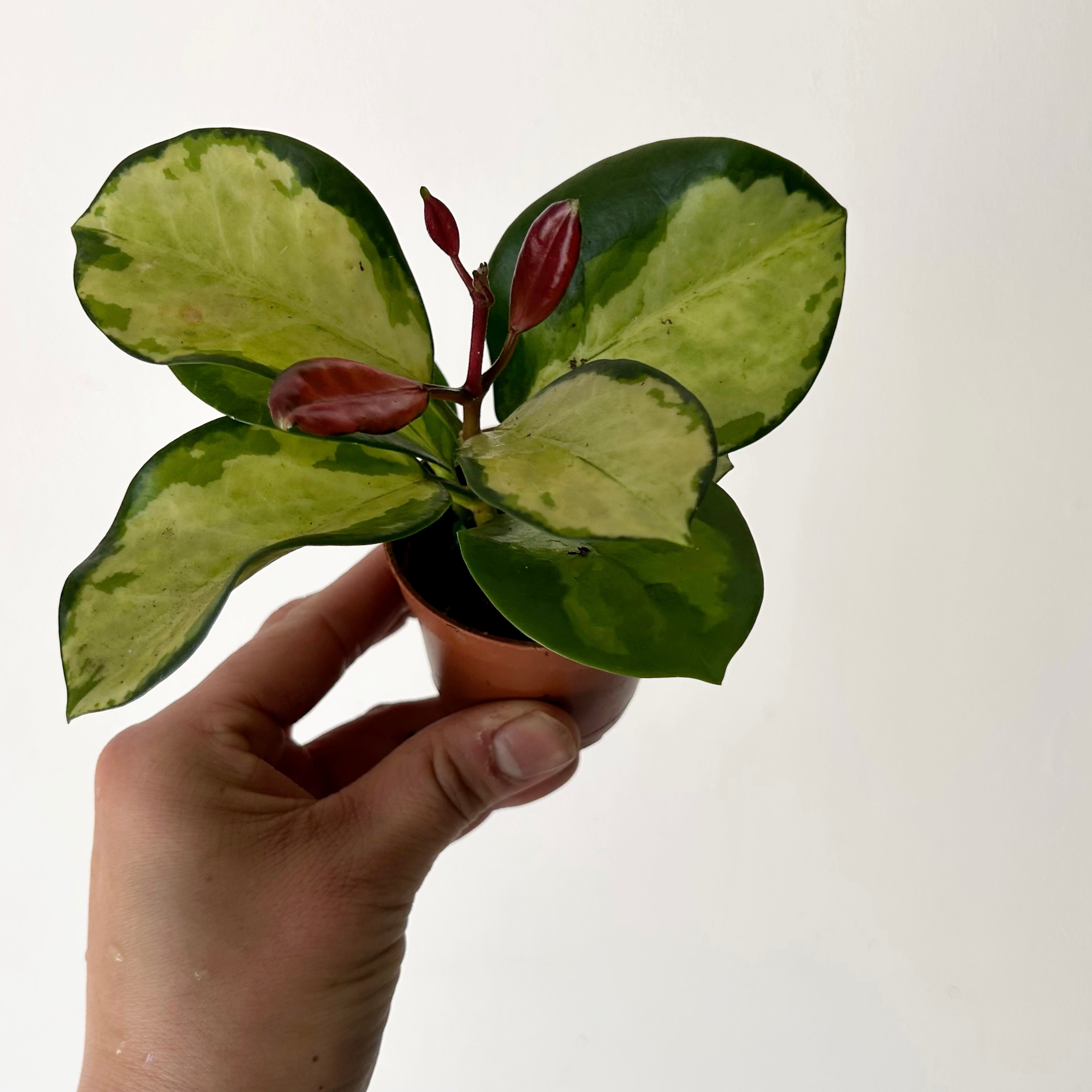 Hoya Australis “Lisa” 2.5”pot