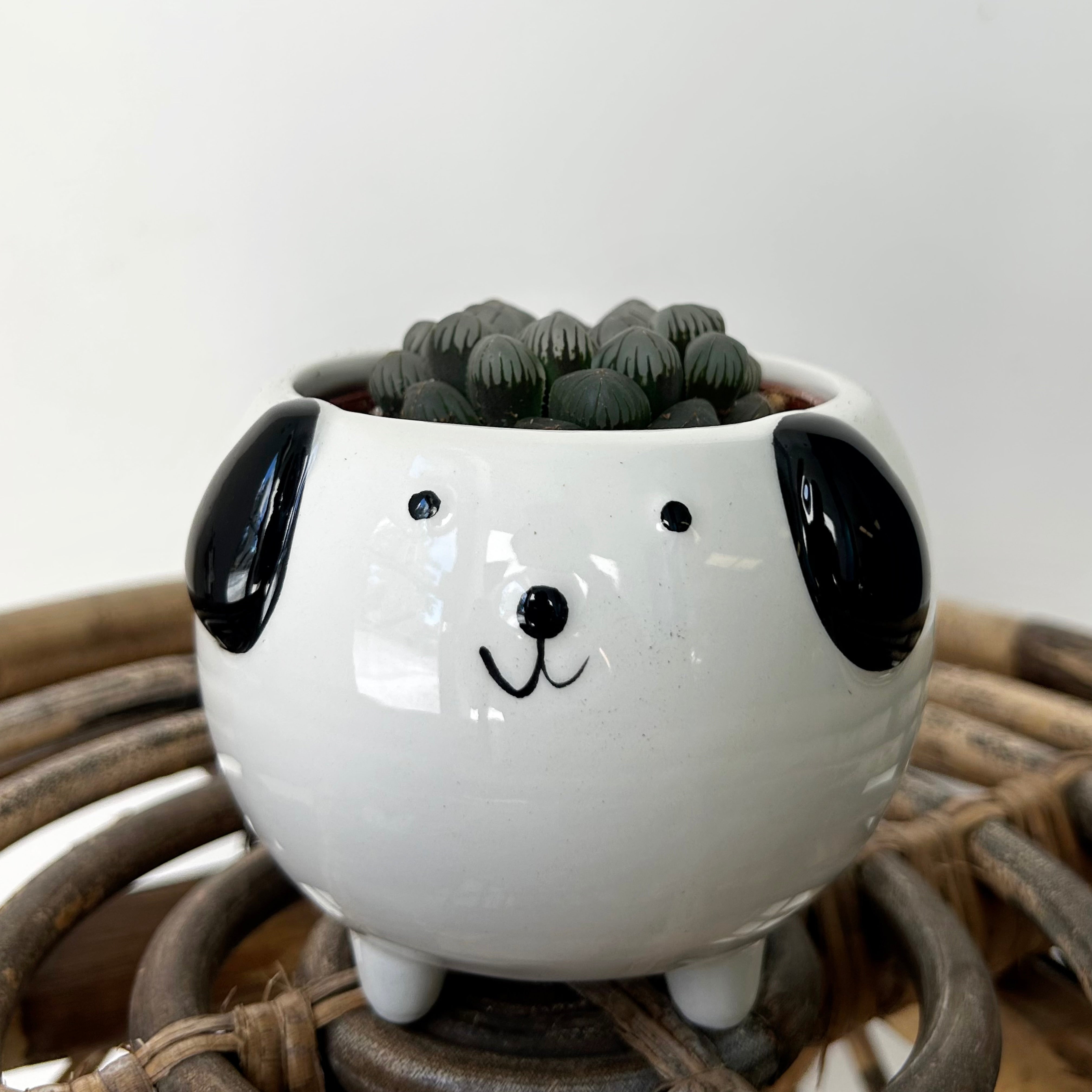 Black & White Dog  Decorative Pot (3”x3”)