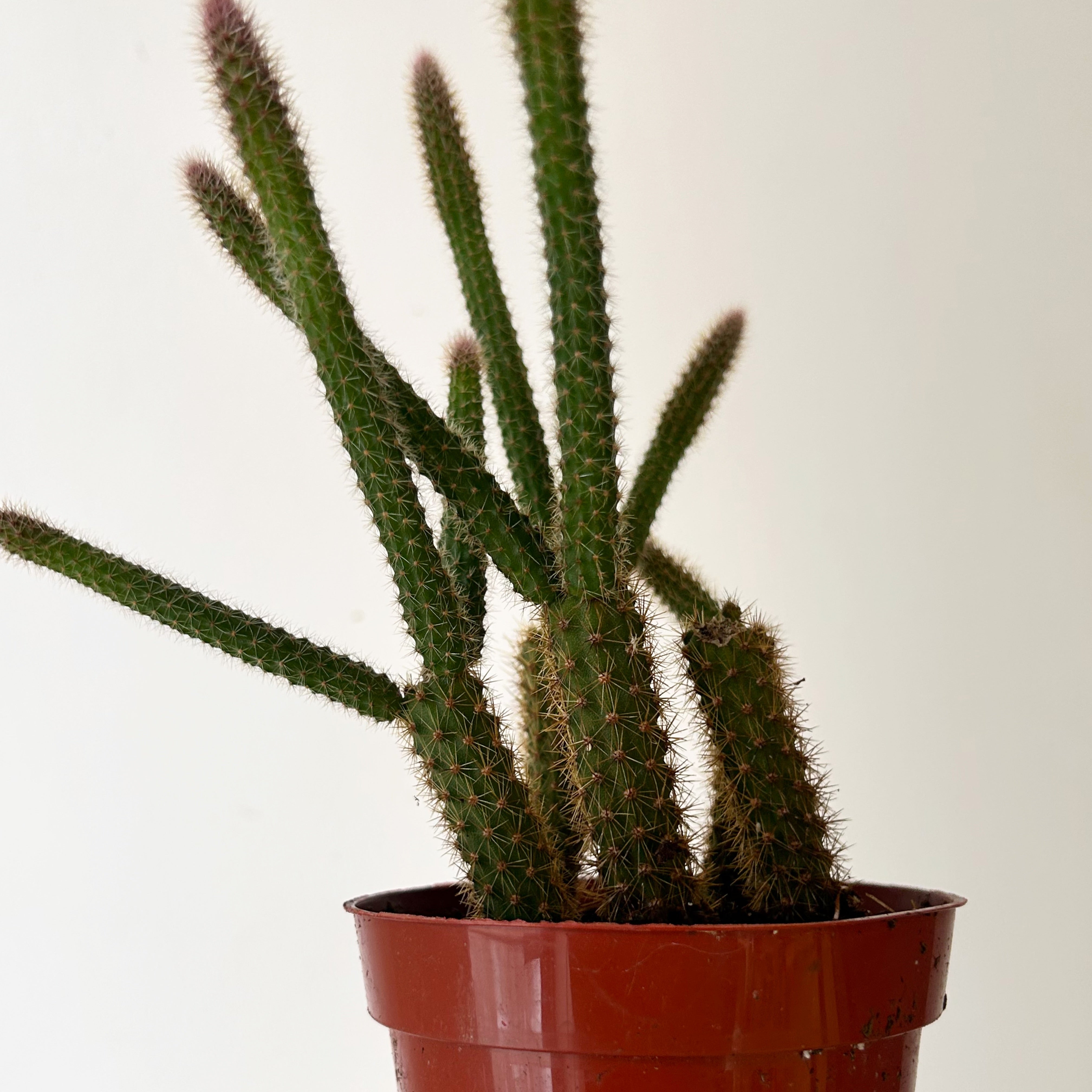 Rat Tail Cactus (Aporocactus flagelliformis )4” pot