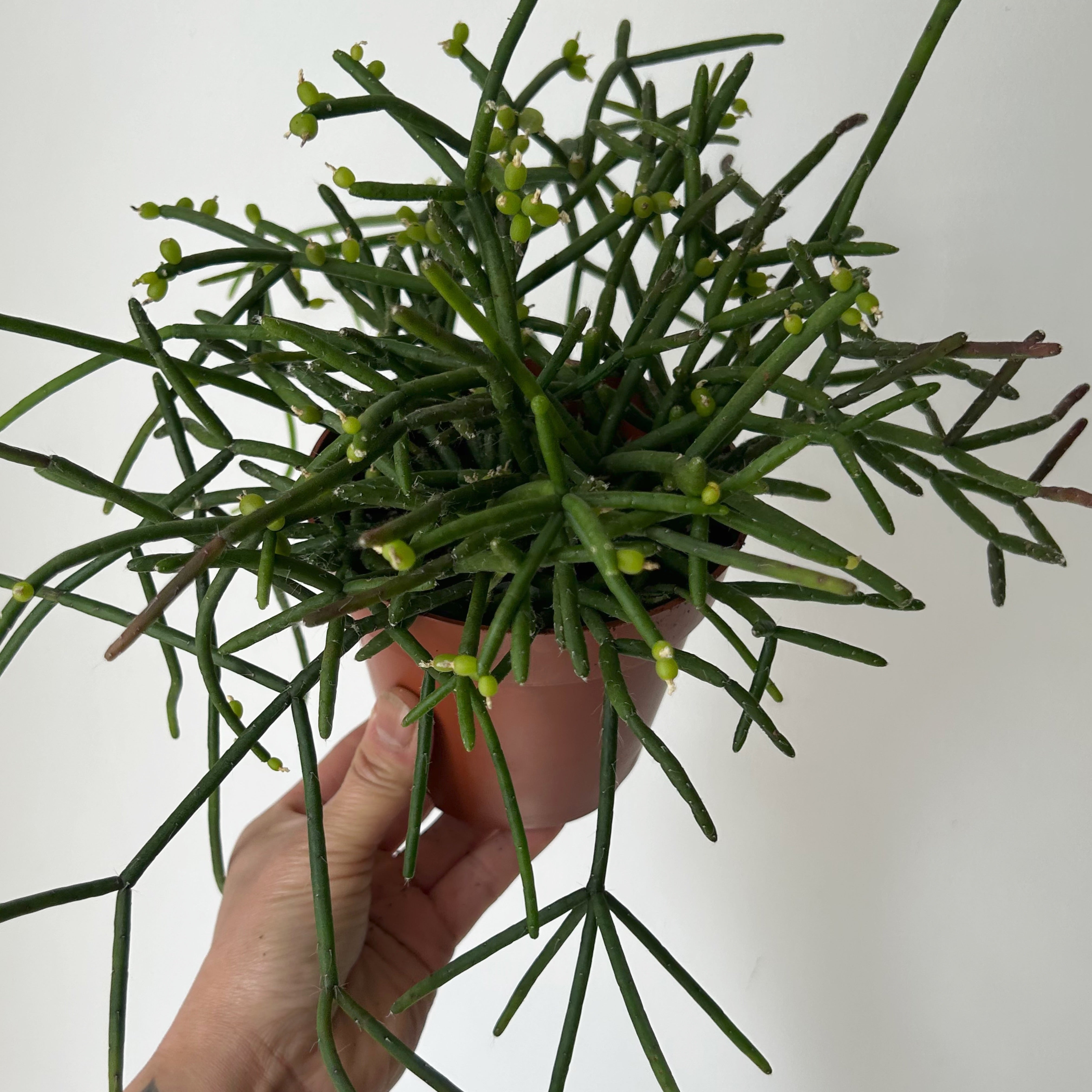Rhipsalis heteroclada 5”pot