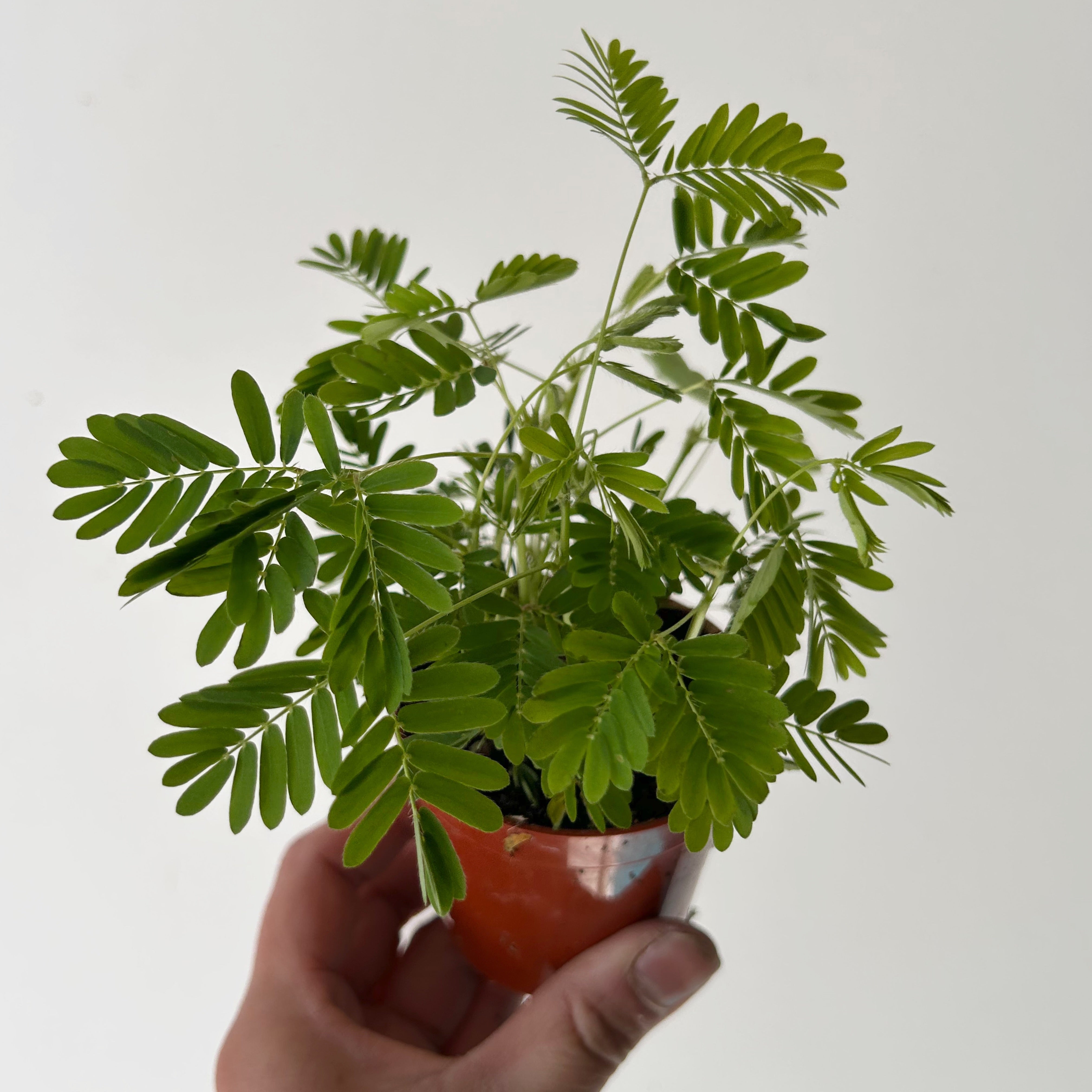 Sensitive Plant (Mimosa pudica)  3”pot
