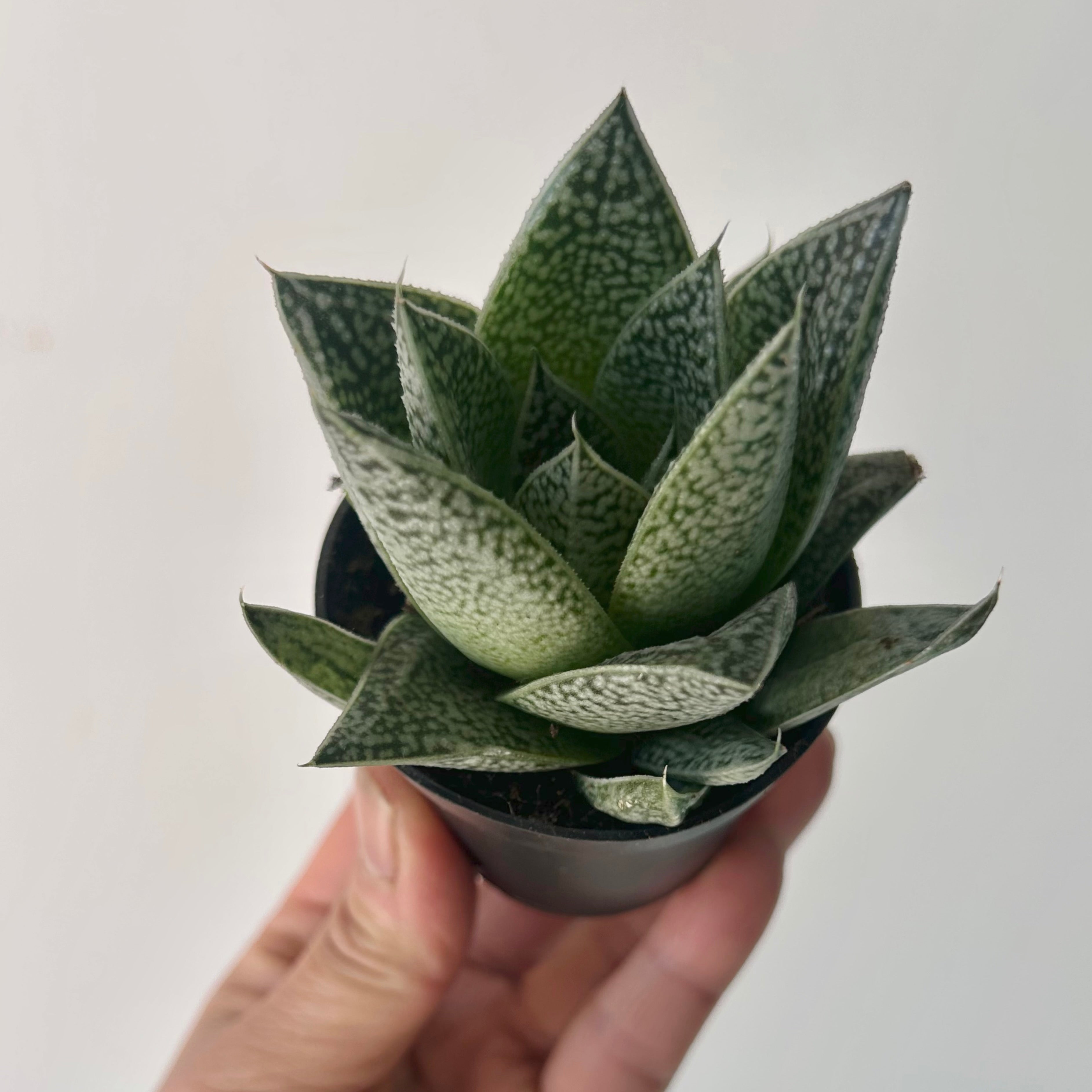 Gasteria “Robin” 2.5” pot