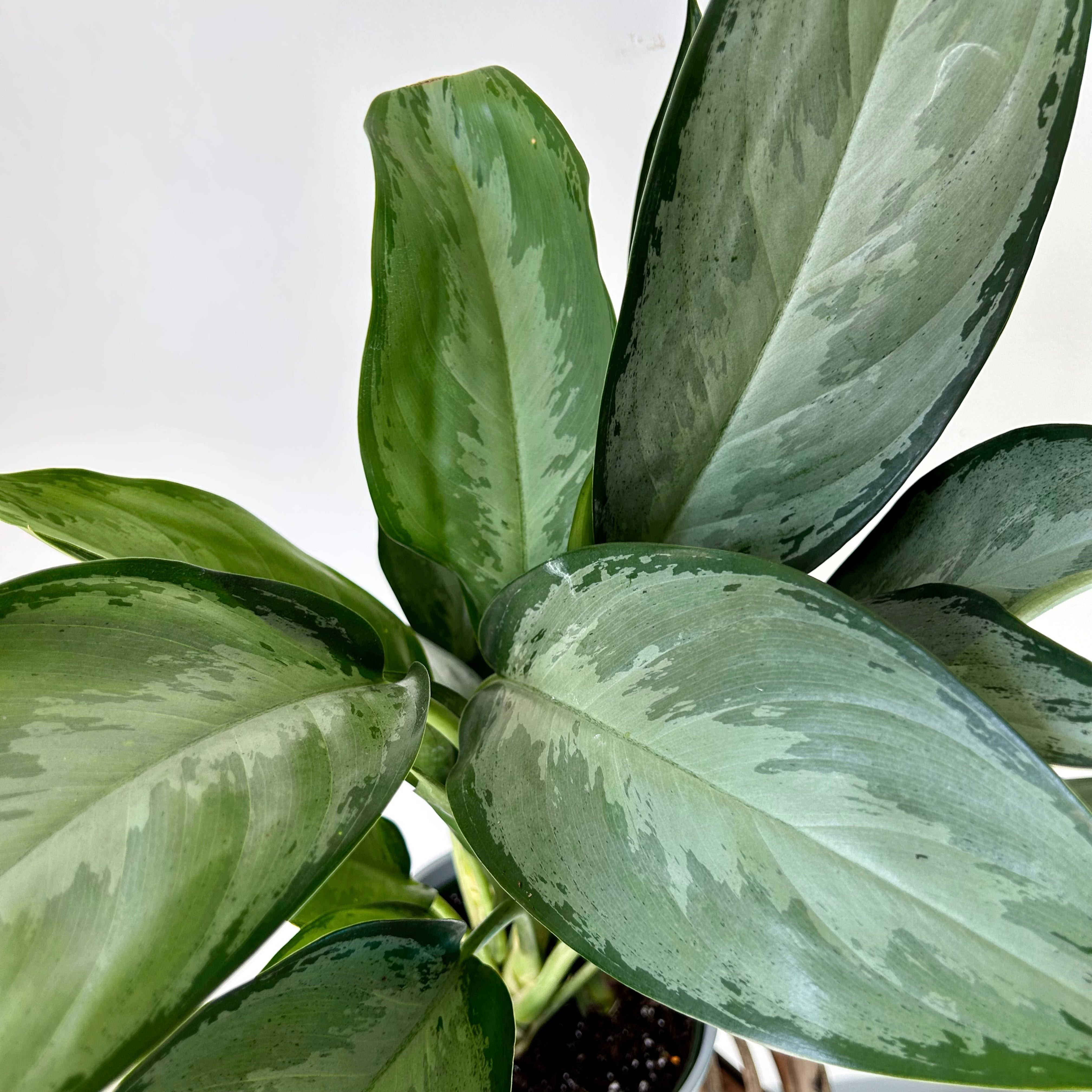 Aglaonema "Silverado" 6”pot