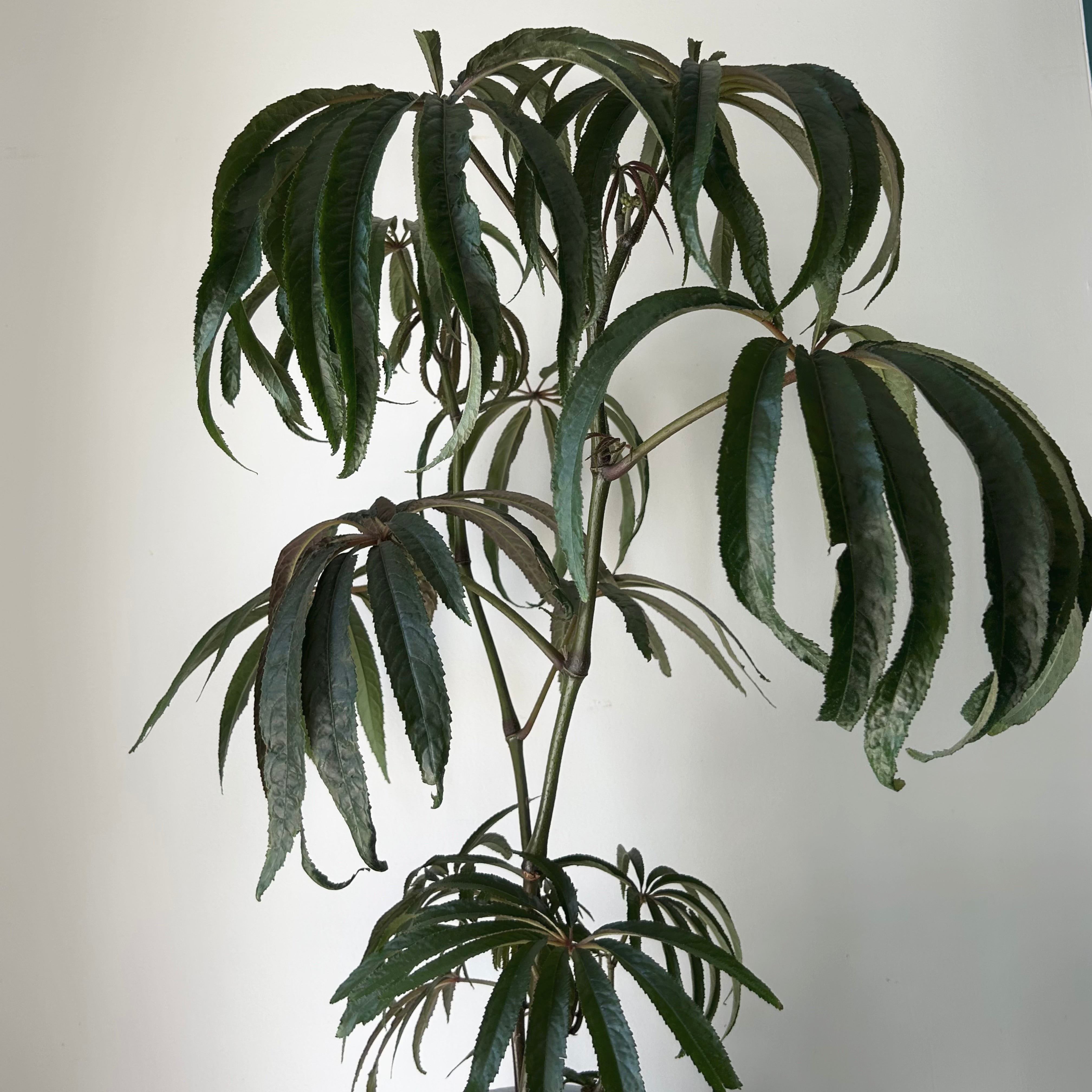 Palm Leaf Begonia (Luxurians) approximately 2 ft tall in 6”pot