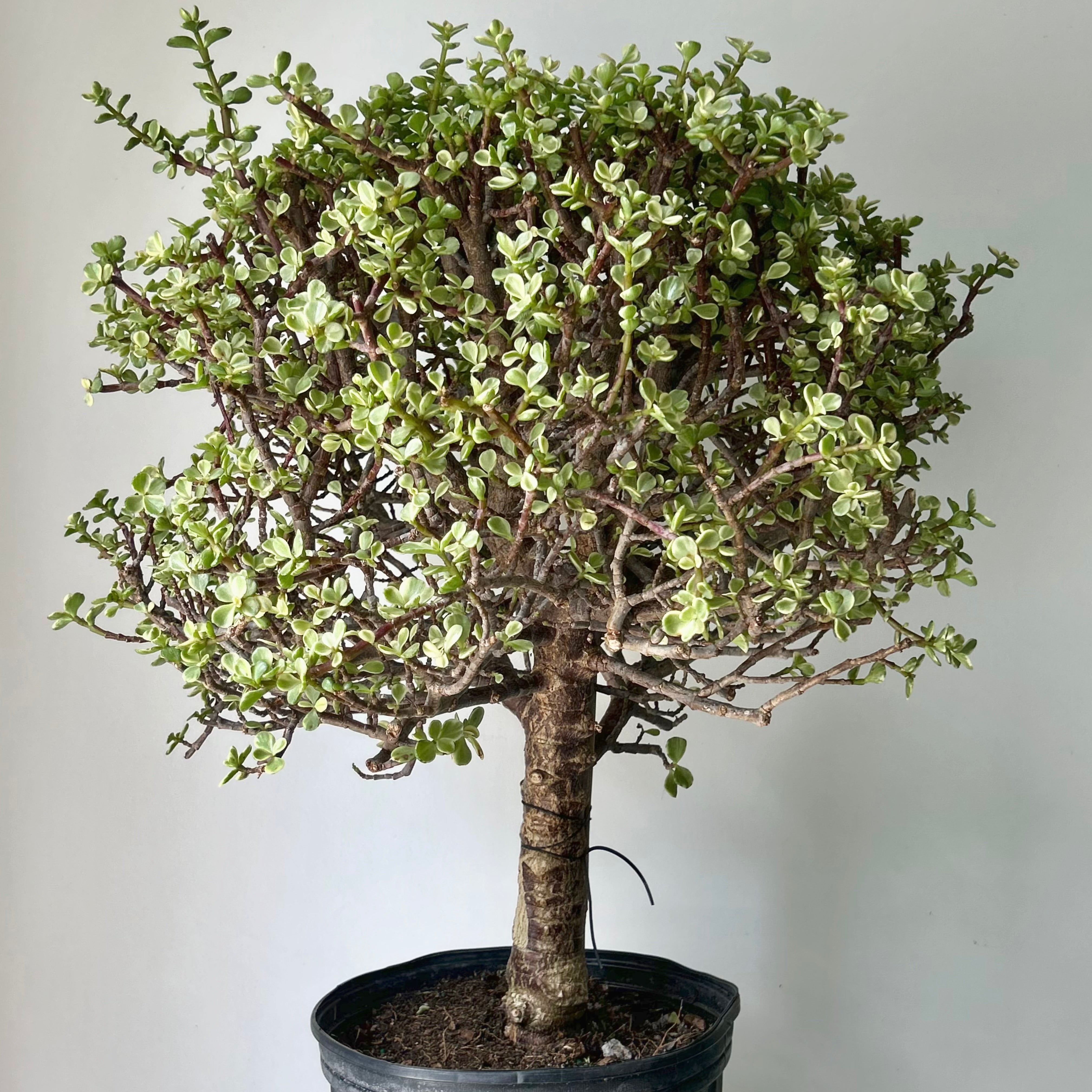 Elephant Bush Succulent Bonsai Form (Portulacaria Afra) approximately 3ft tall in 10”pot