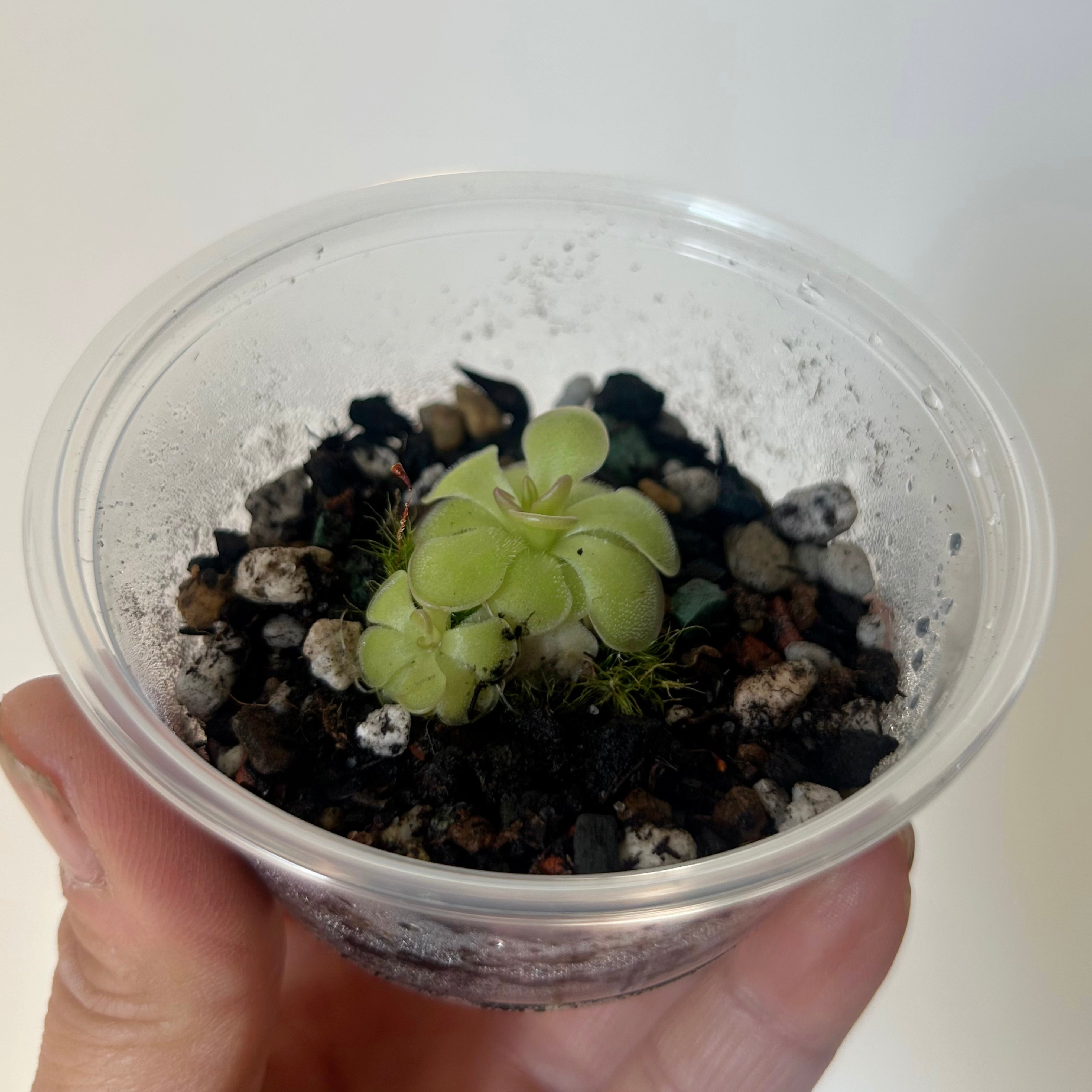 Carnivorous Butterwort (Pinguicula Hanka) 3” pot