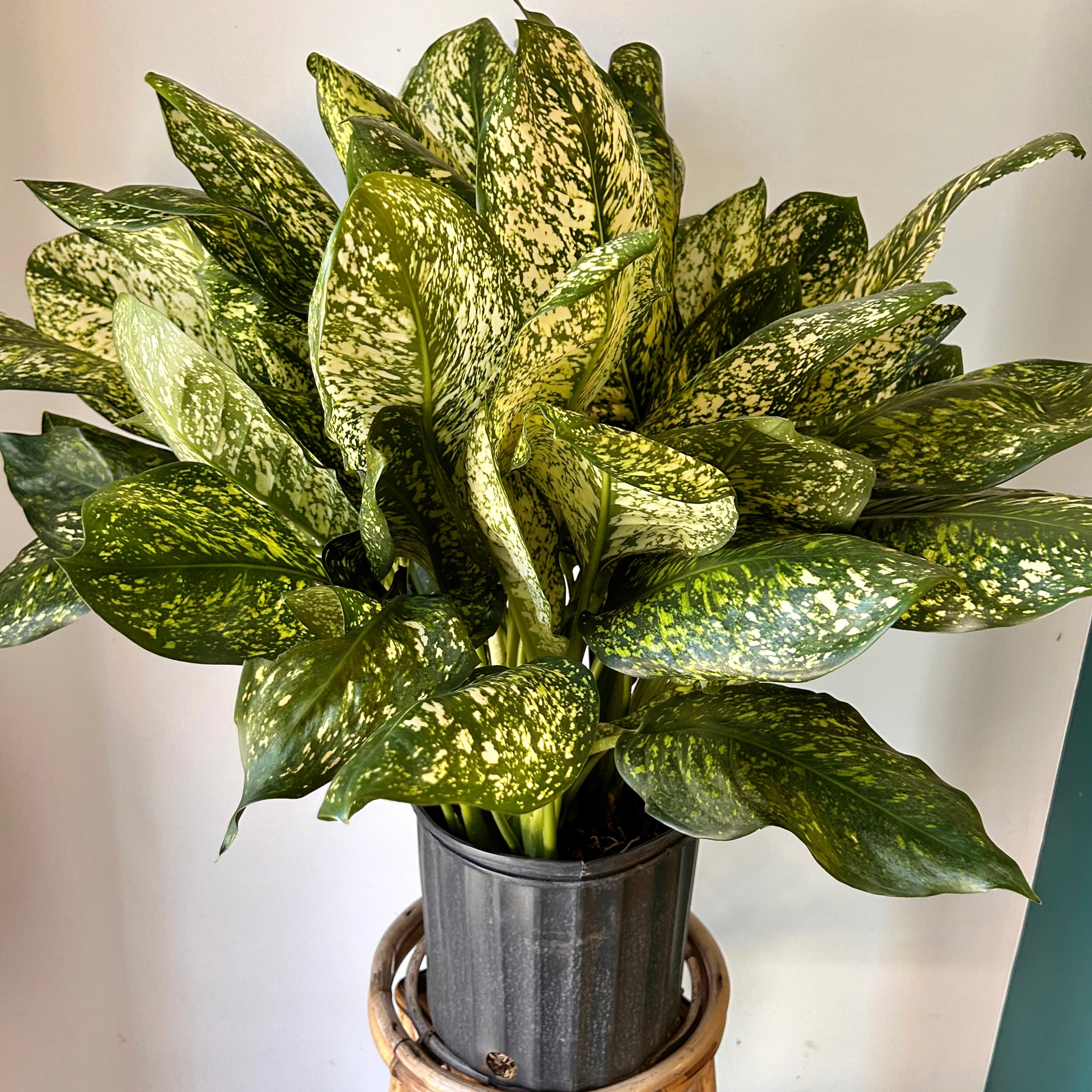 Aglaonema Lumina 10" pot