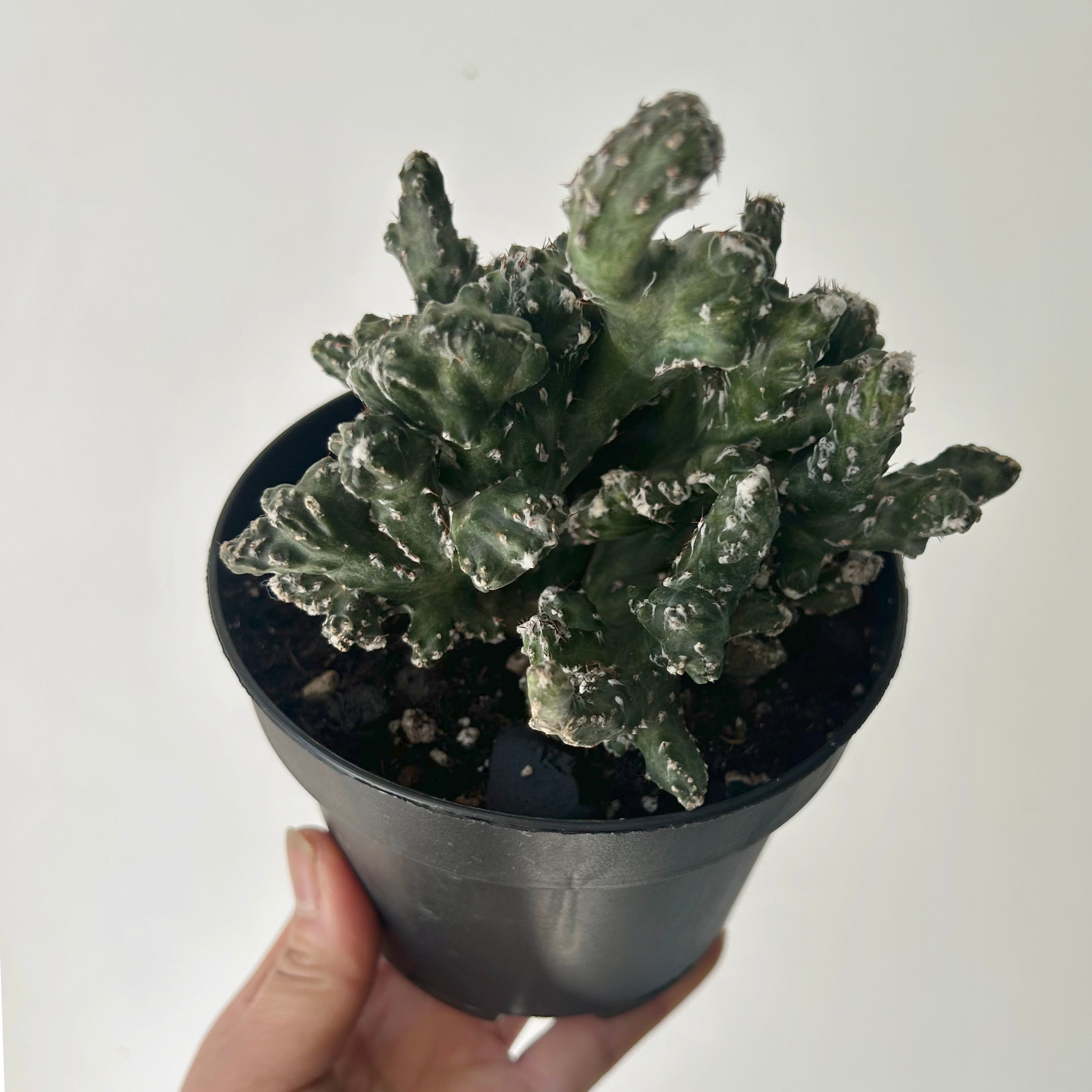 Crested Monvillea spegazzinii 5”pot