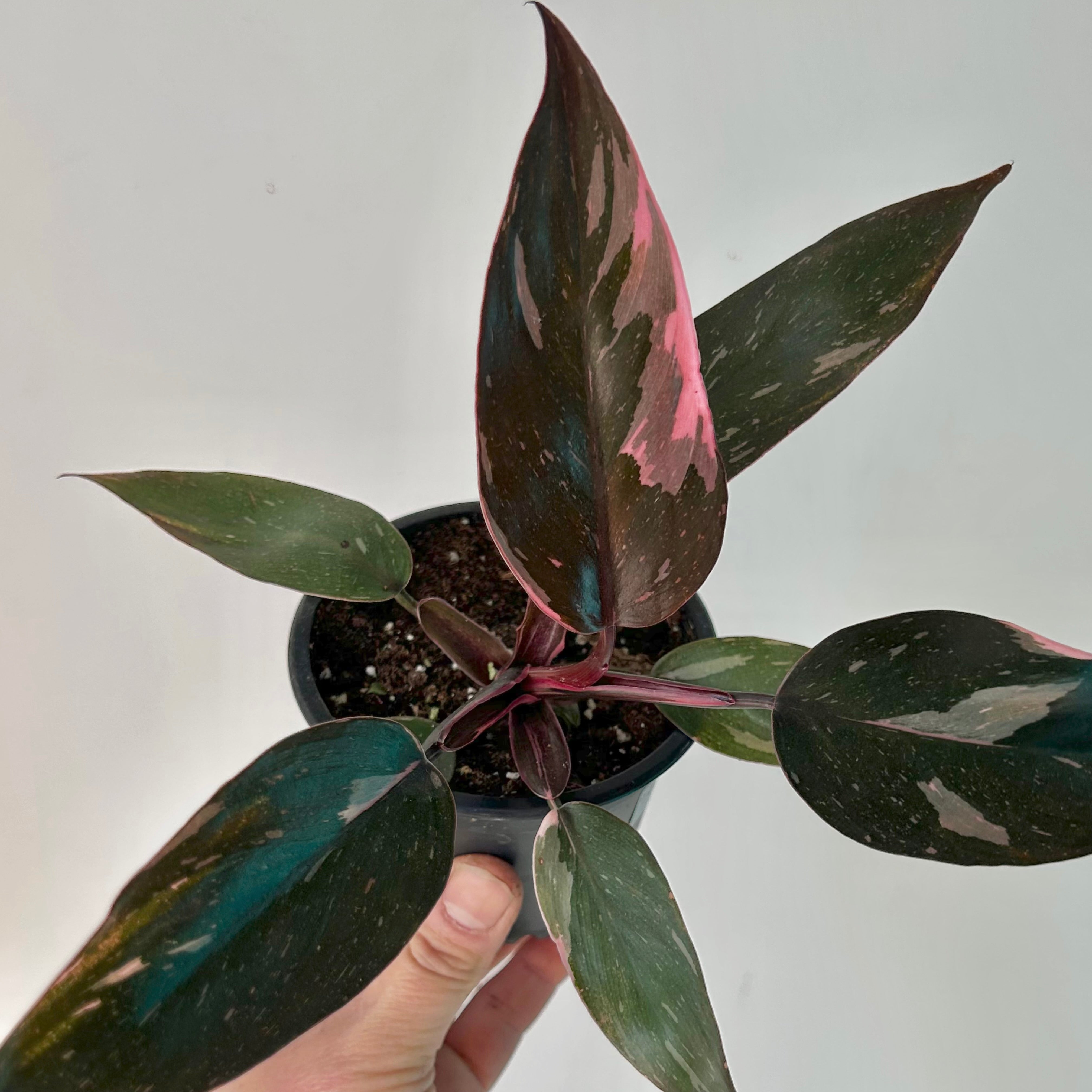 Philodendron “Pink Princess” 3.5"pot