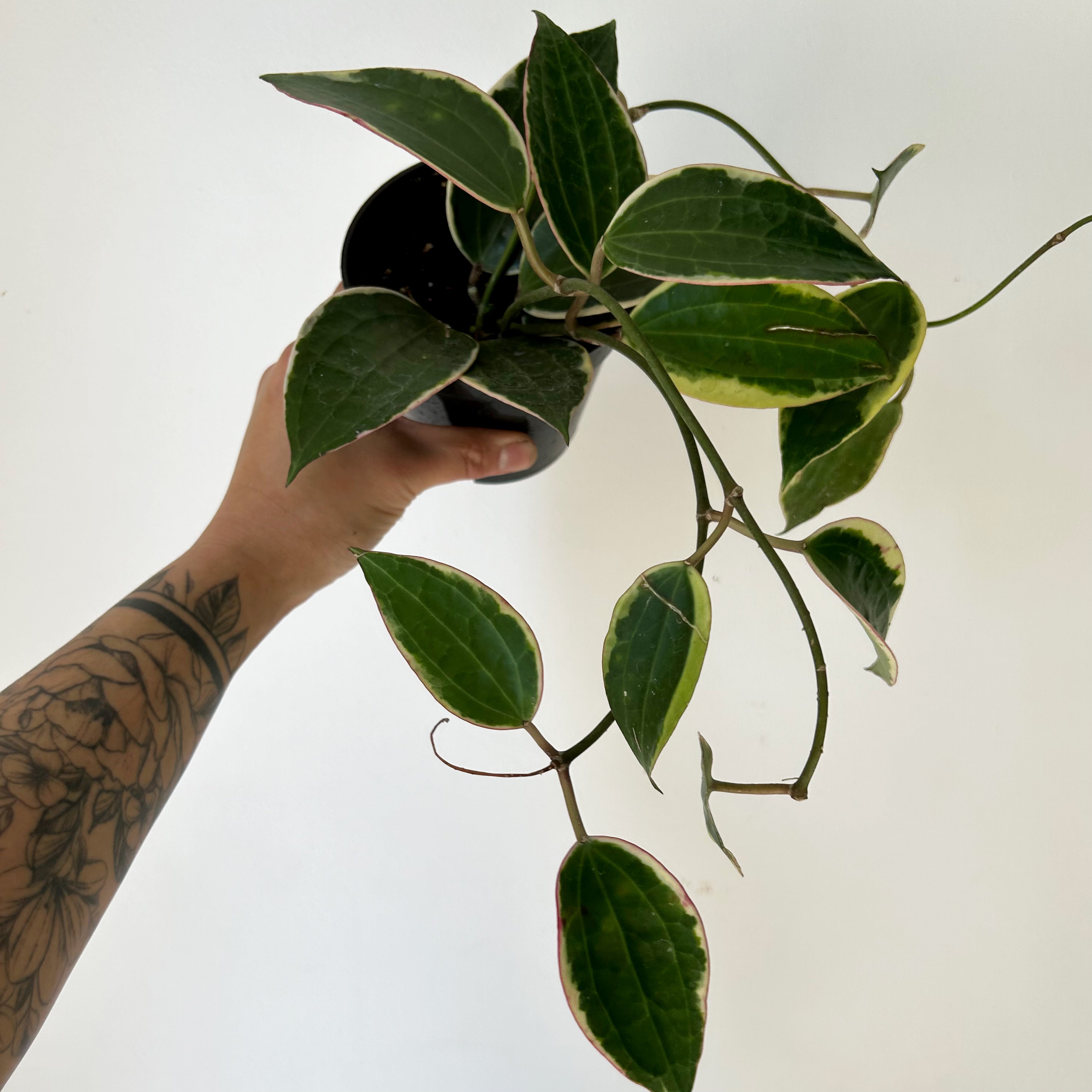 Hoya Latifolia (former H.macrophylla ) 4” pot