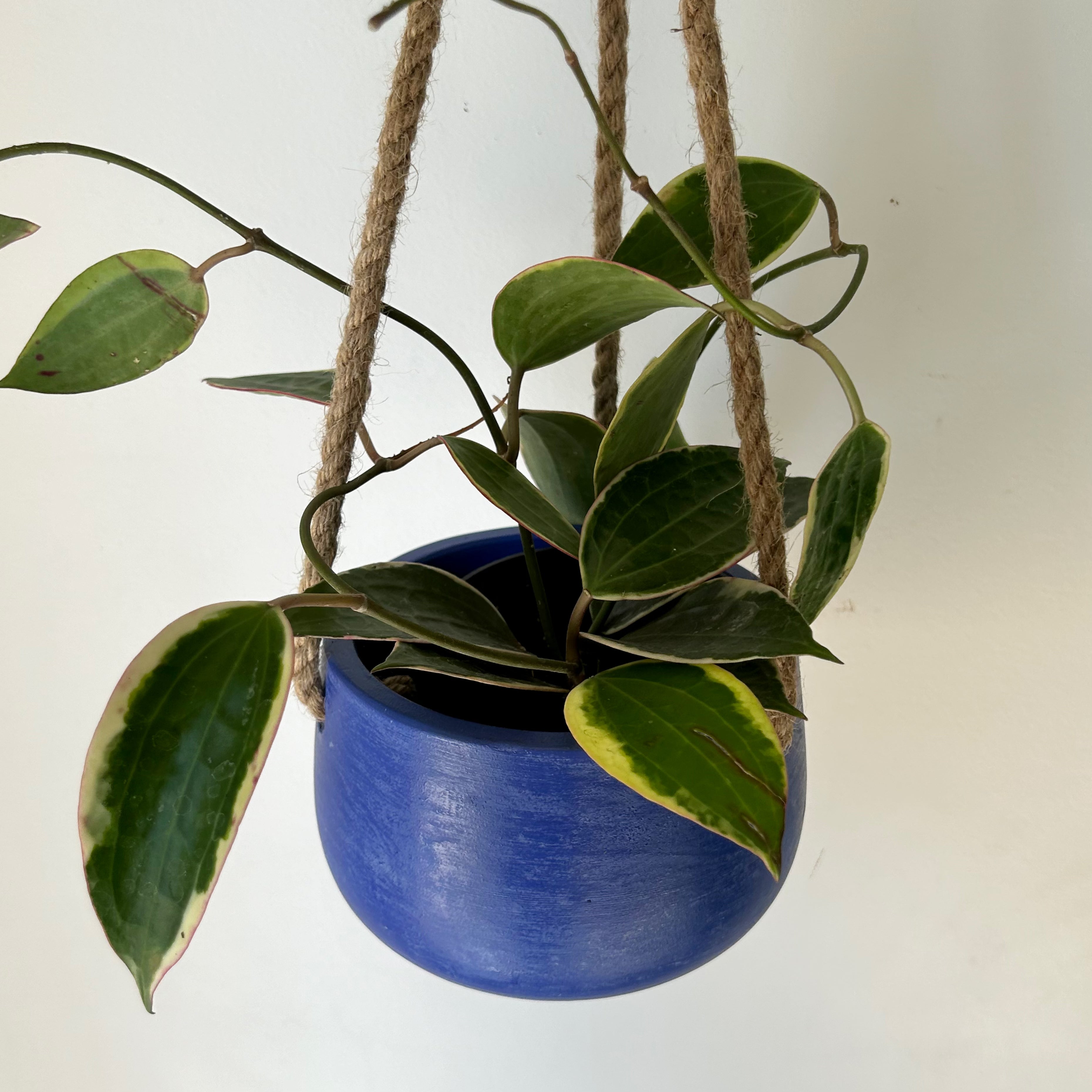 Hoya Latifolia (former H.macrophylla ) 4” pot
