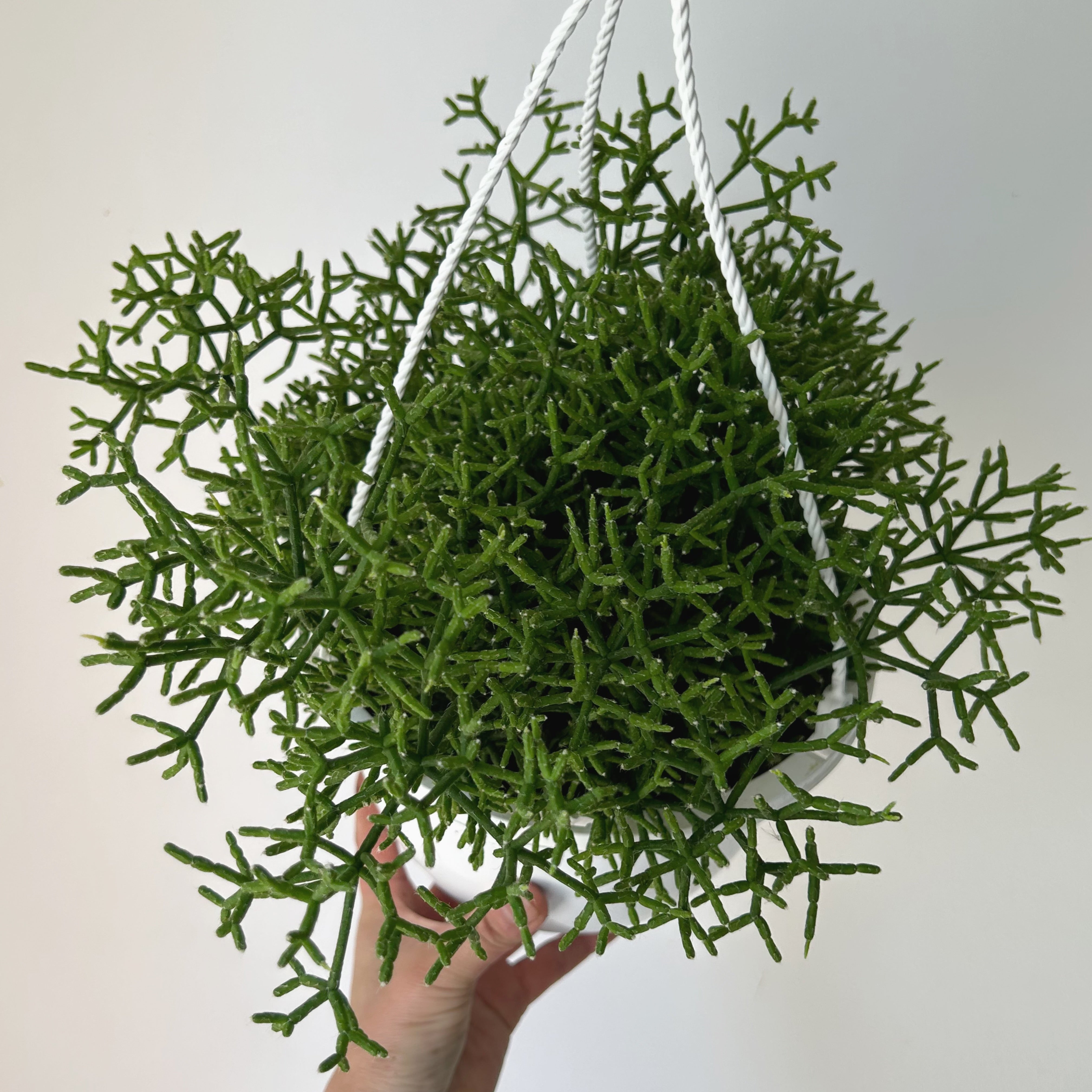 Rhipsalis Cereuscula 6”hanging basket