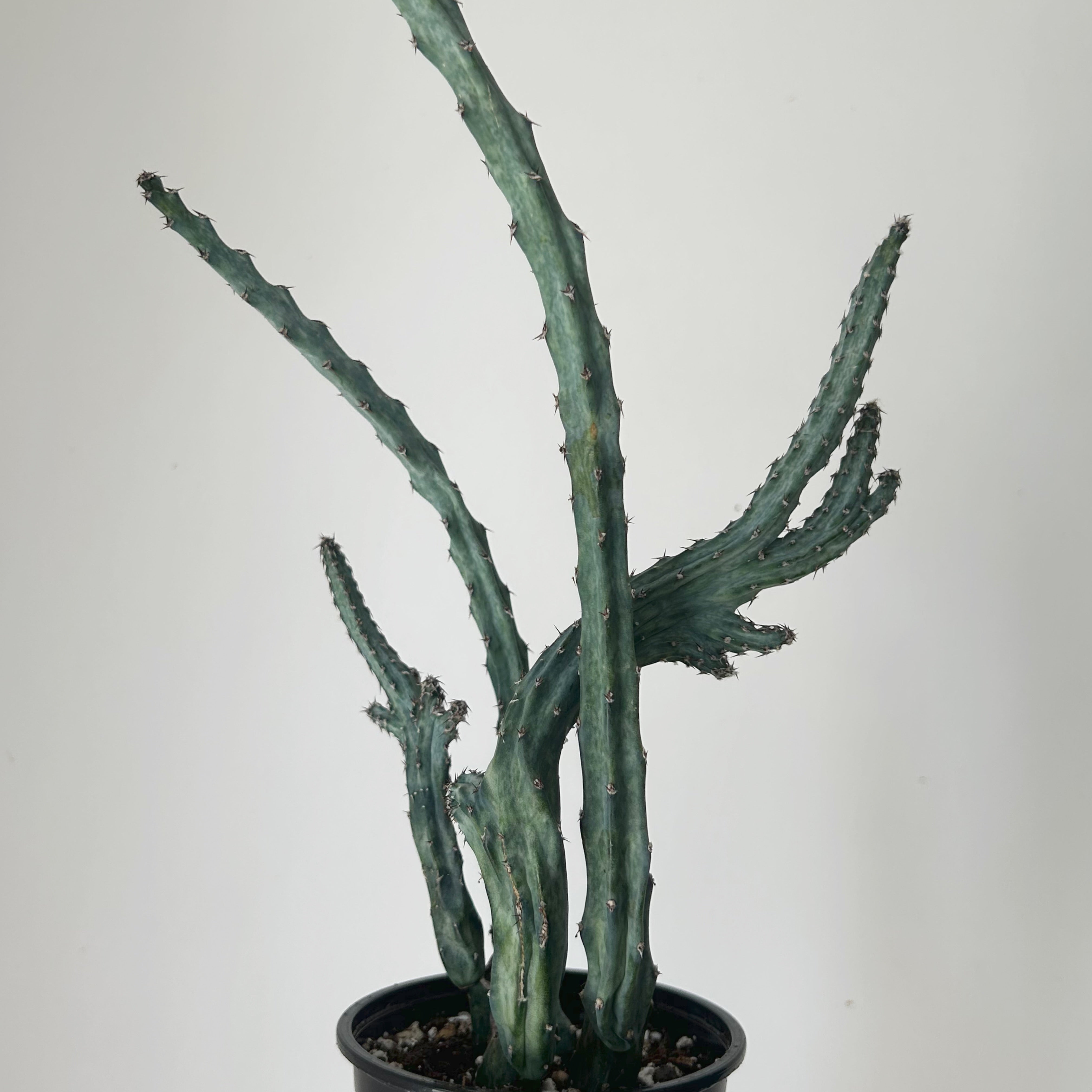 Moonlight Cactus (Cereus spegazzinii) 4”pot