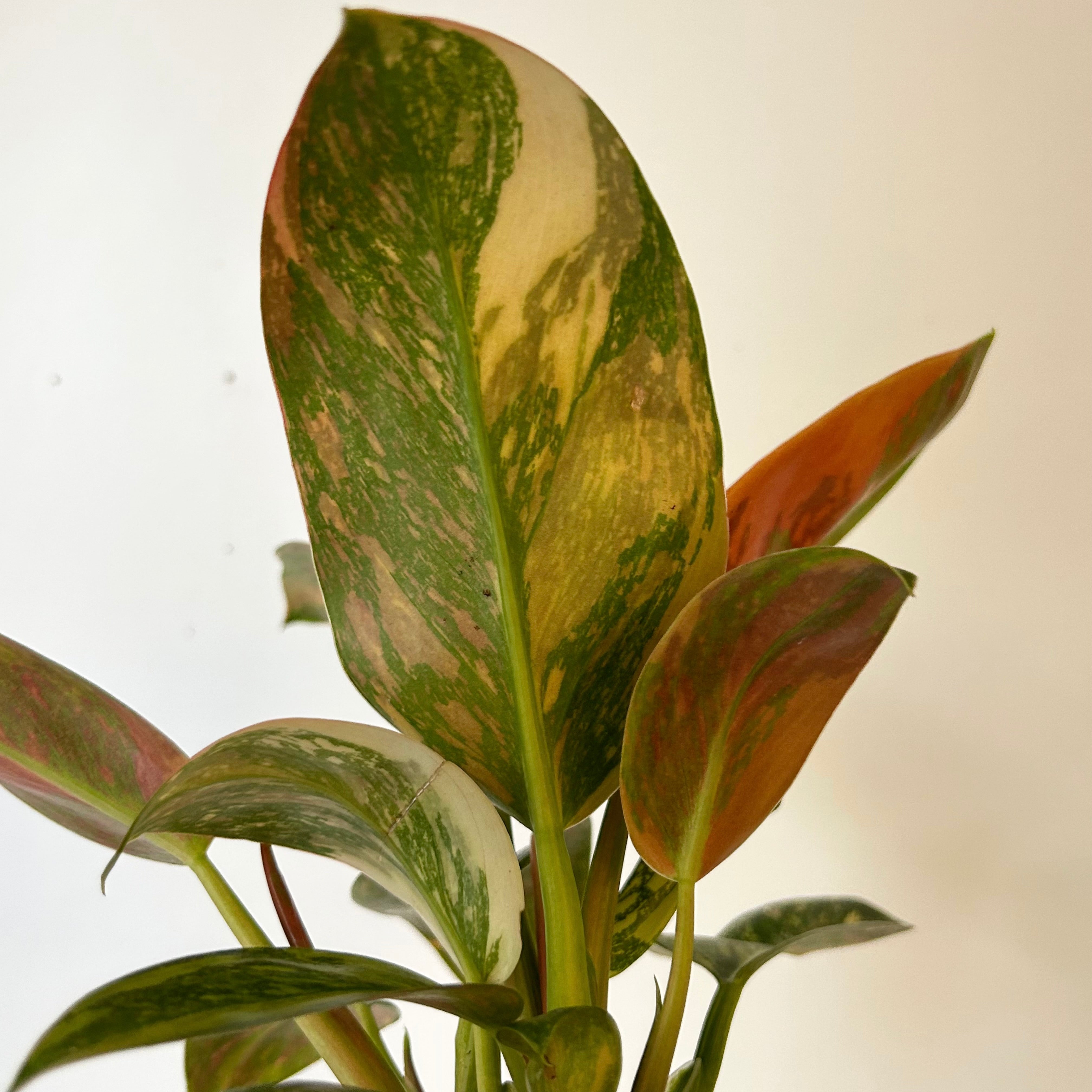 Variegated Philodendron Green Congo Nuclear 6” pot