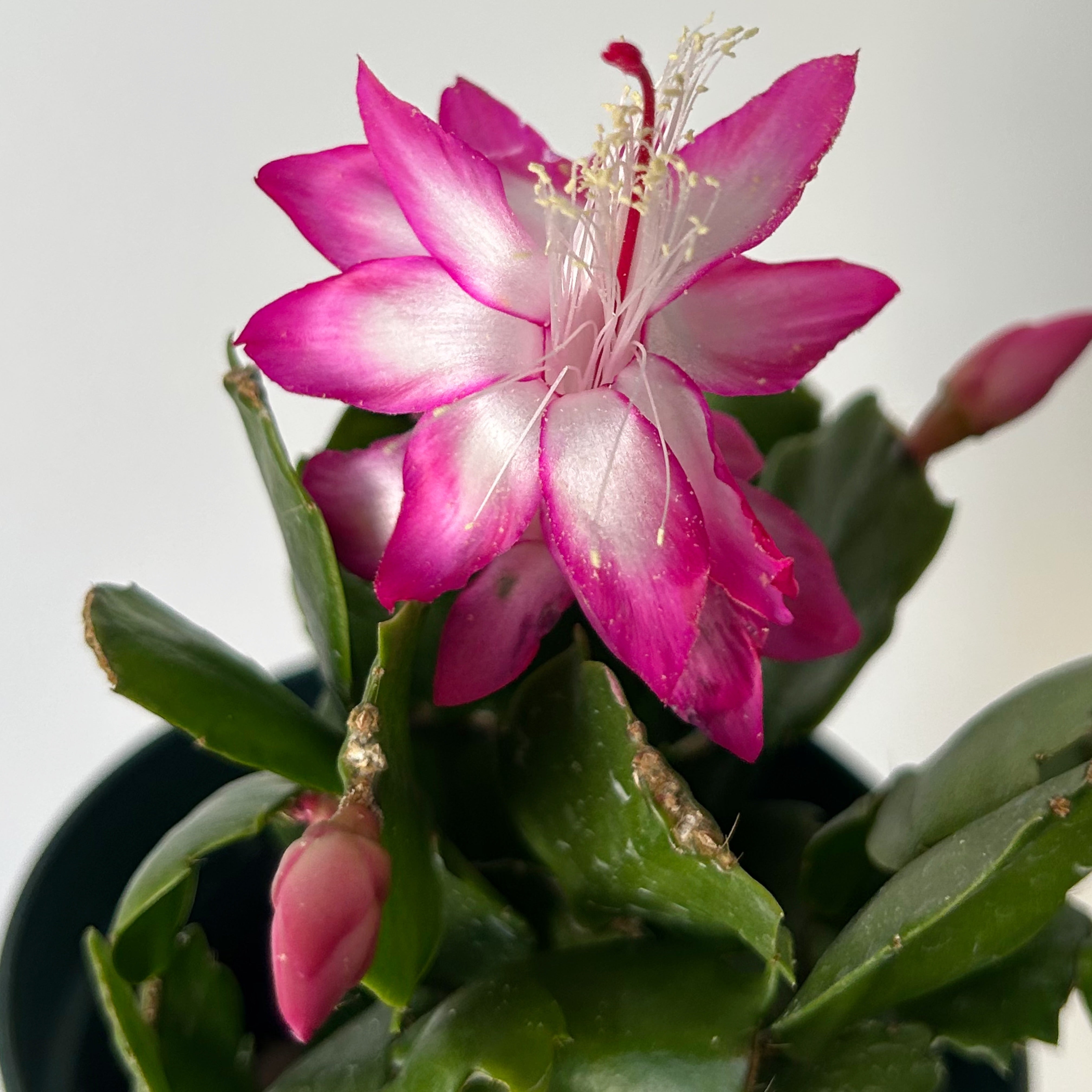 Holiday Cactus (Schlumbergera truncata)4” pot