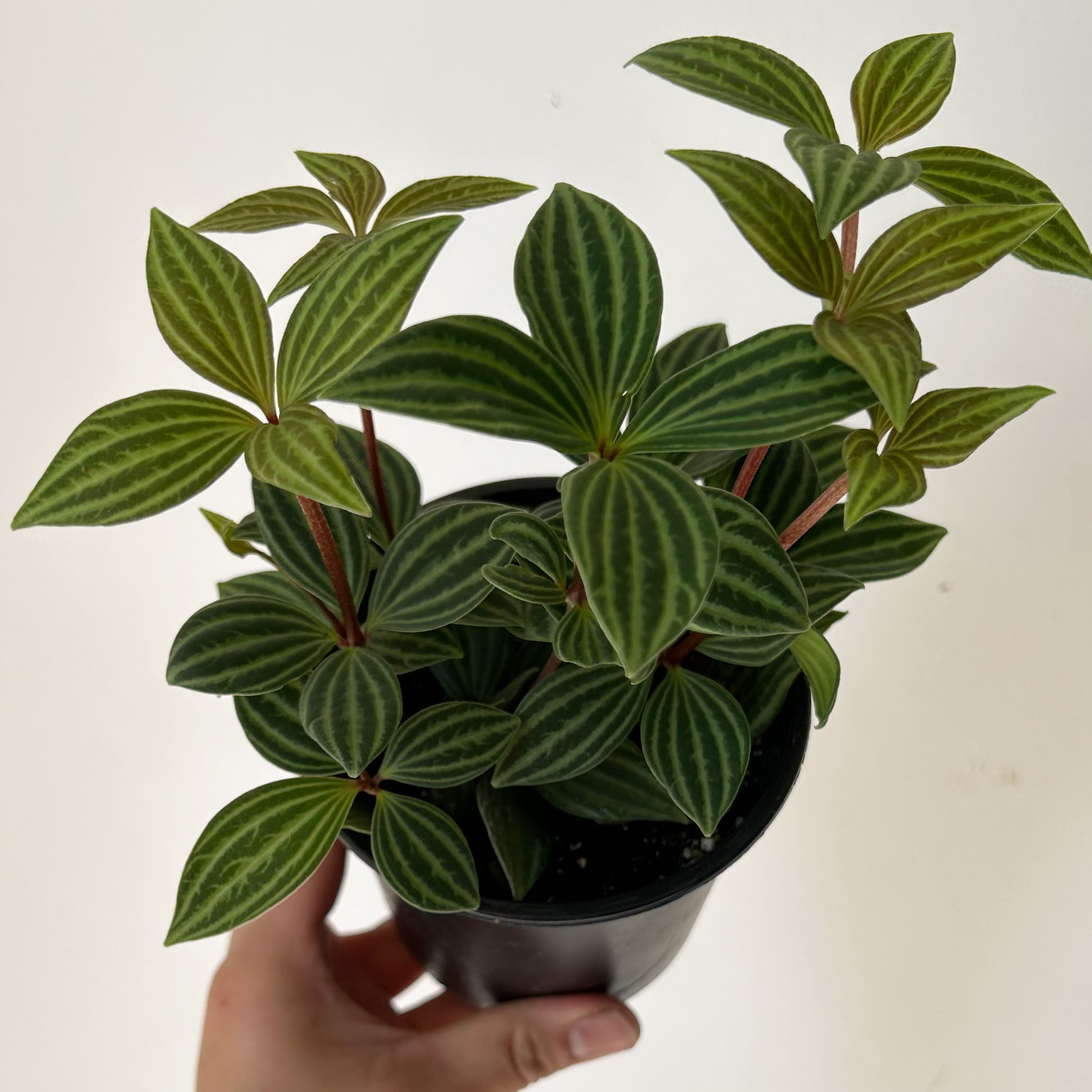Peperomia Parallel (Puteolata) 4”pot