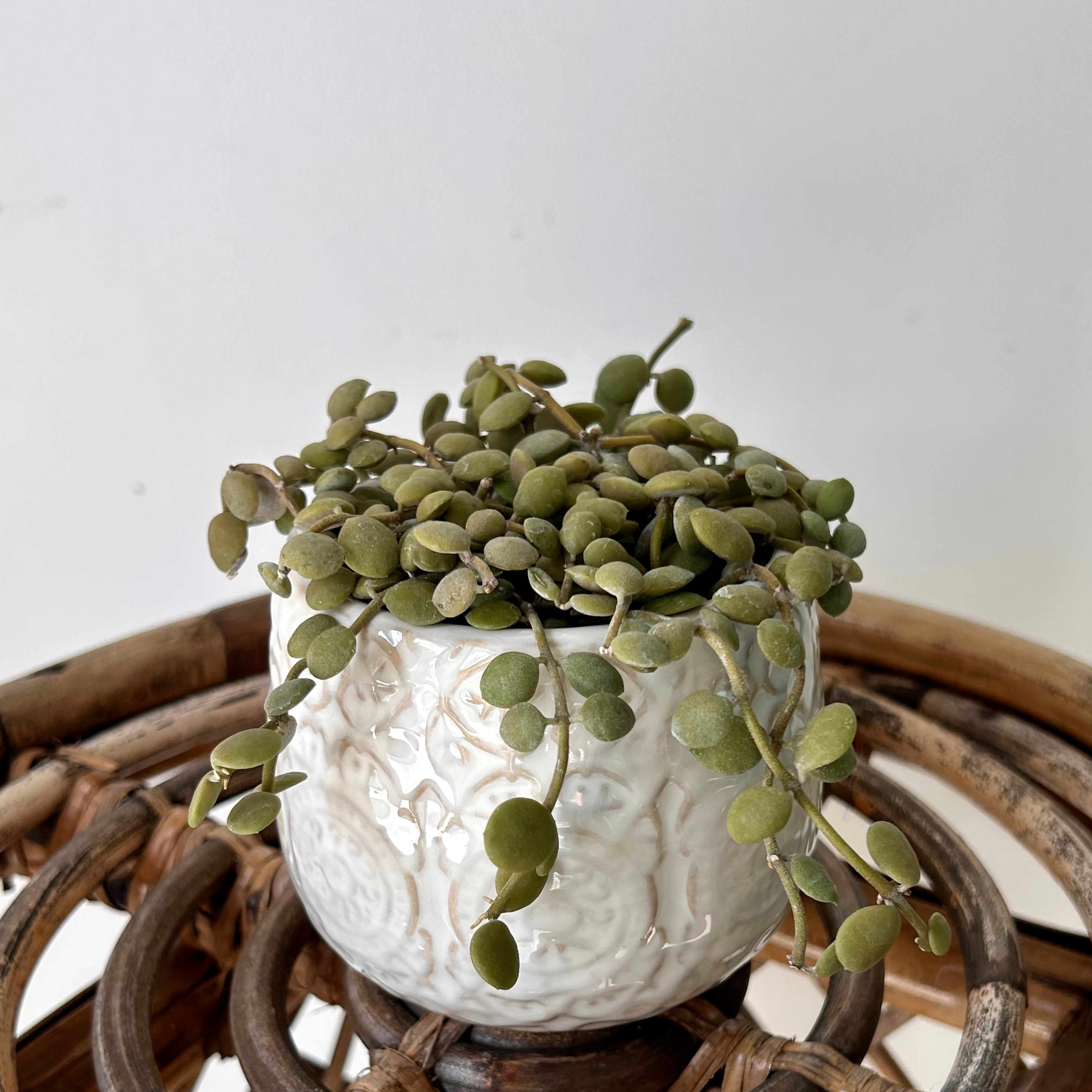 FRANCINE Decorative Planter (3”x3.25”)