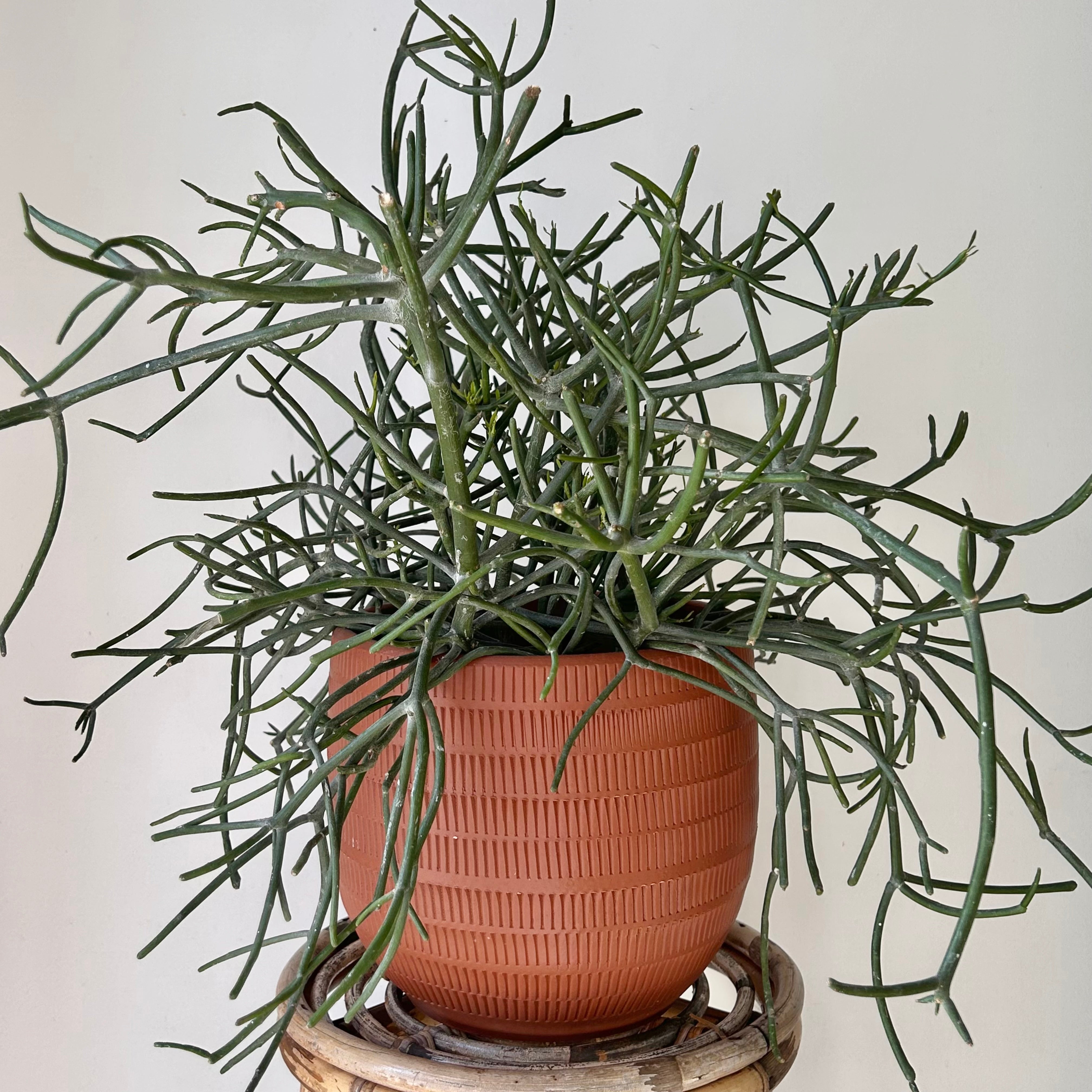 Pencil Cactus (Euphorbia Tirucalli) 10” pot