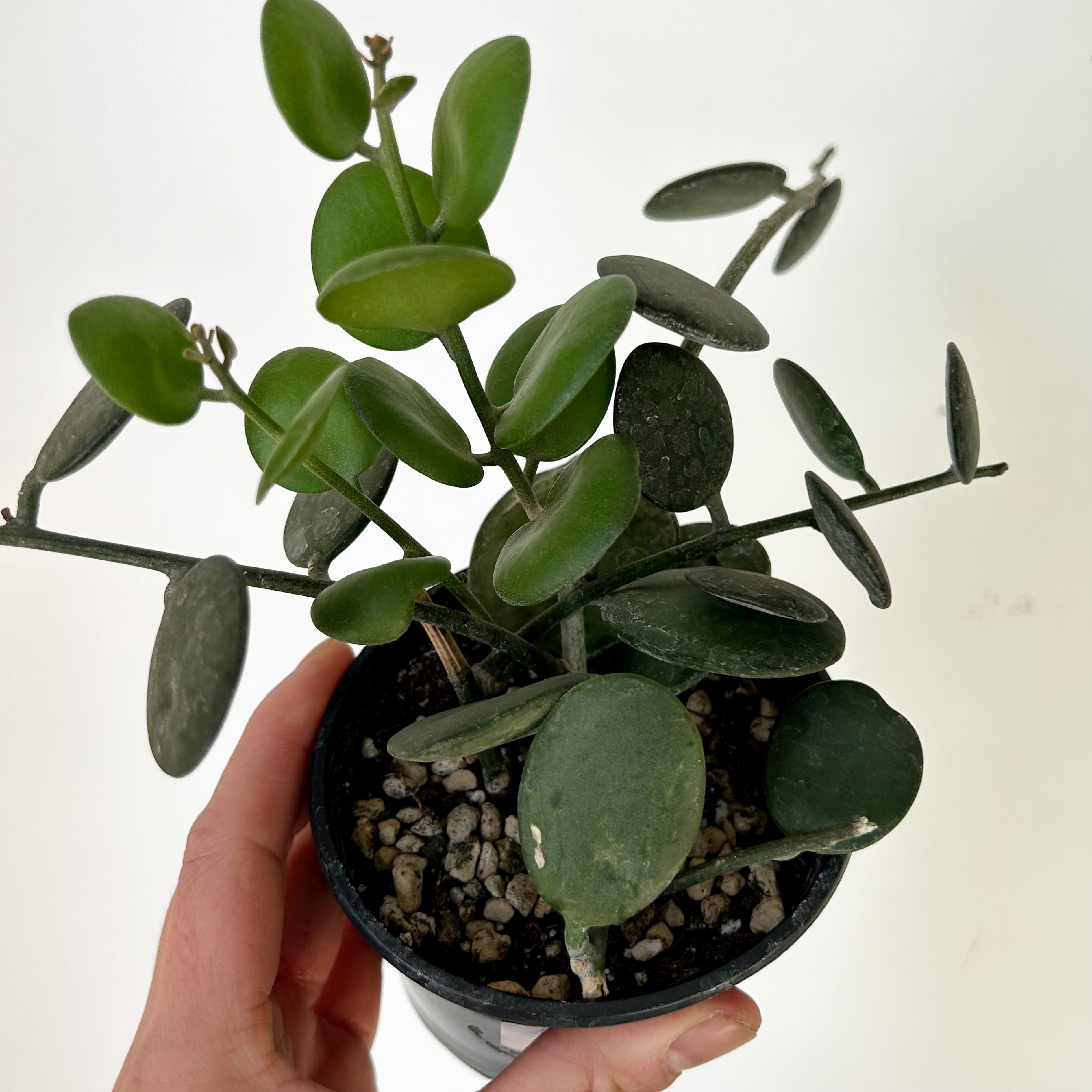 Silver Dollar Vine (Xerosicyos Danguyi ) 3.5”pot