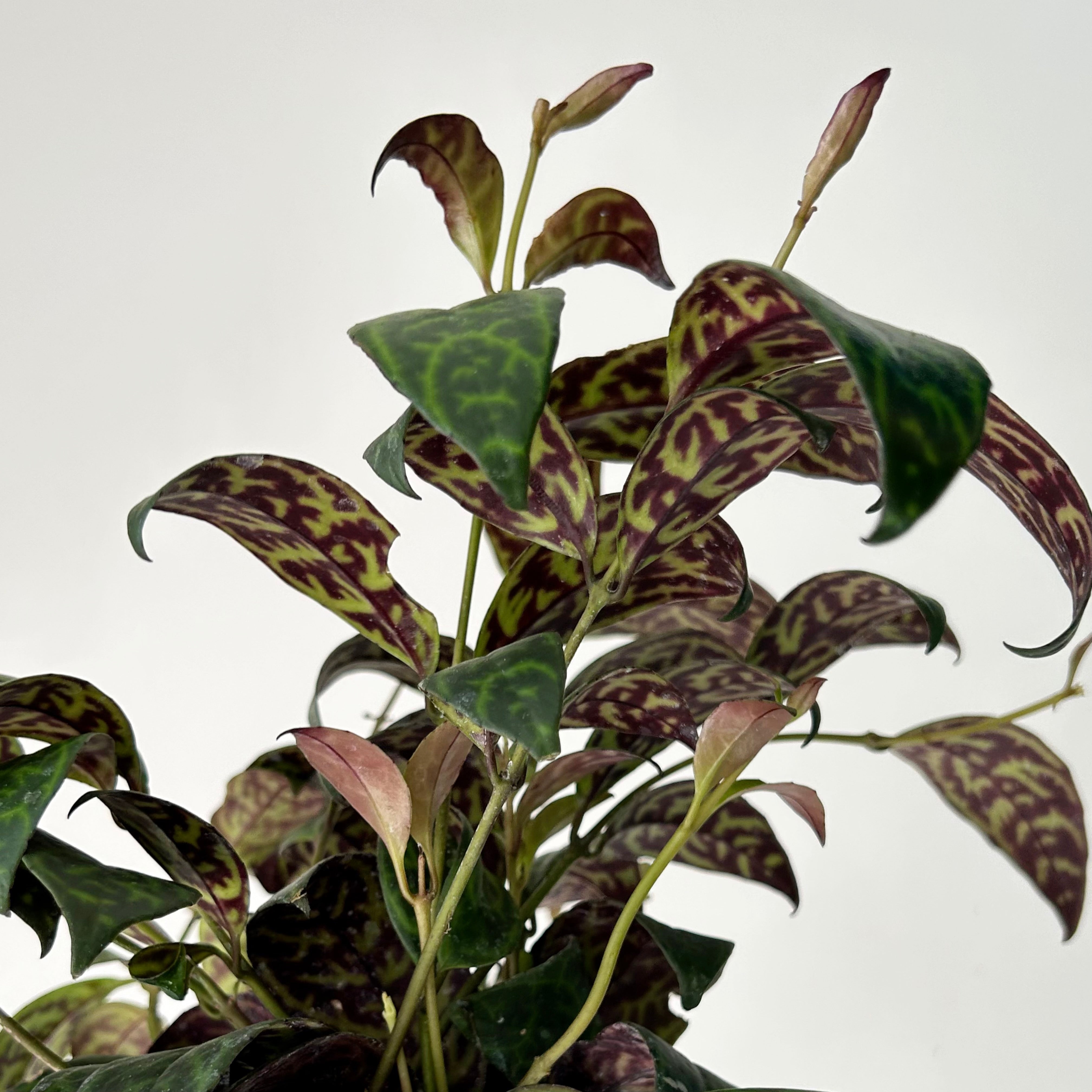 Black Pagoda Lipstick Plant (Aeschynanthus longicaulis) 4” pot