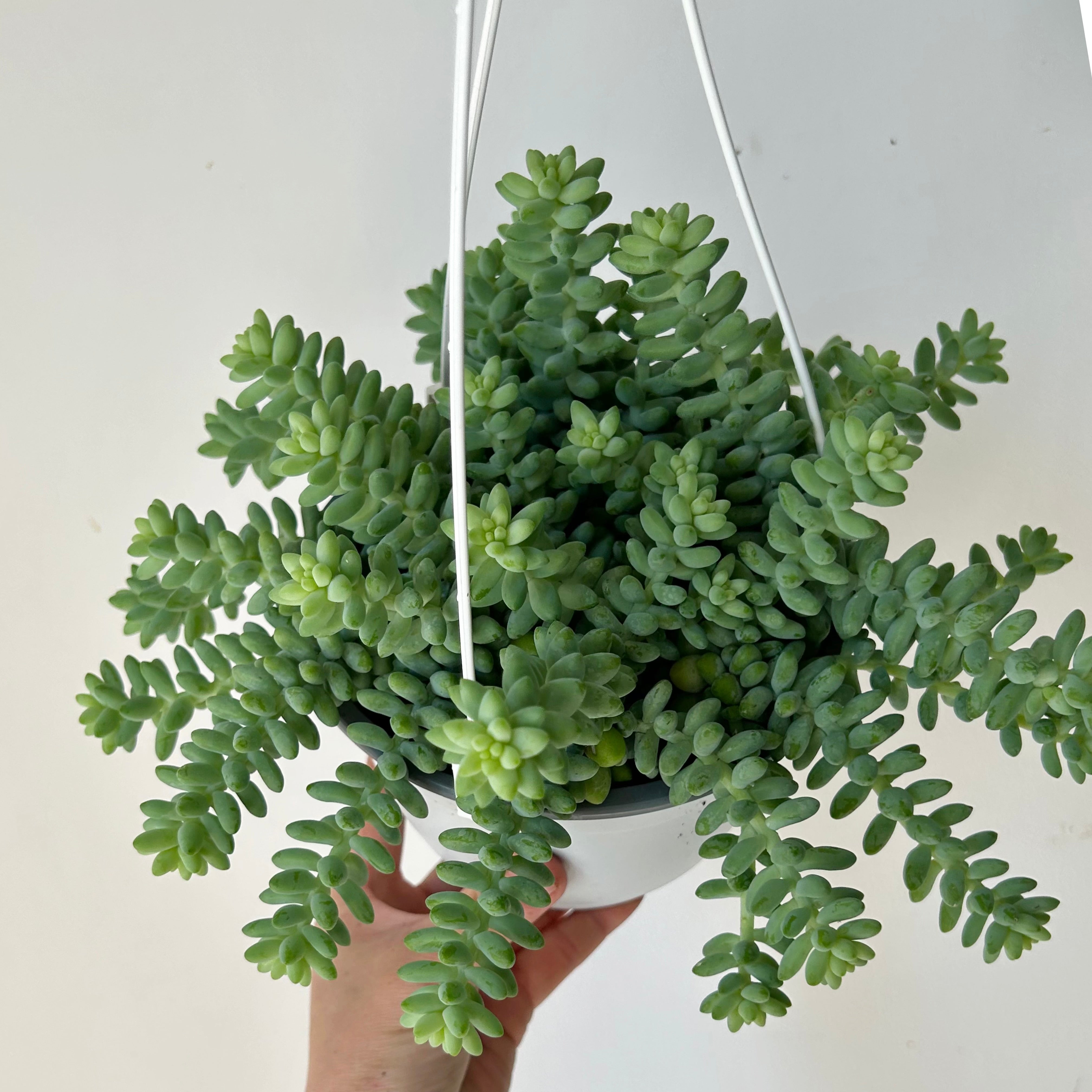 Burro's Tail Trailing Succulent  (Sedum Morganianum Burrito) ) 6”hanging basket