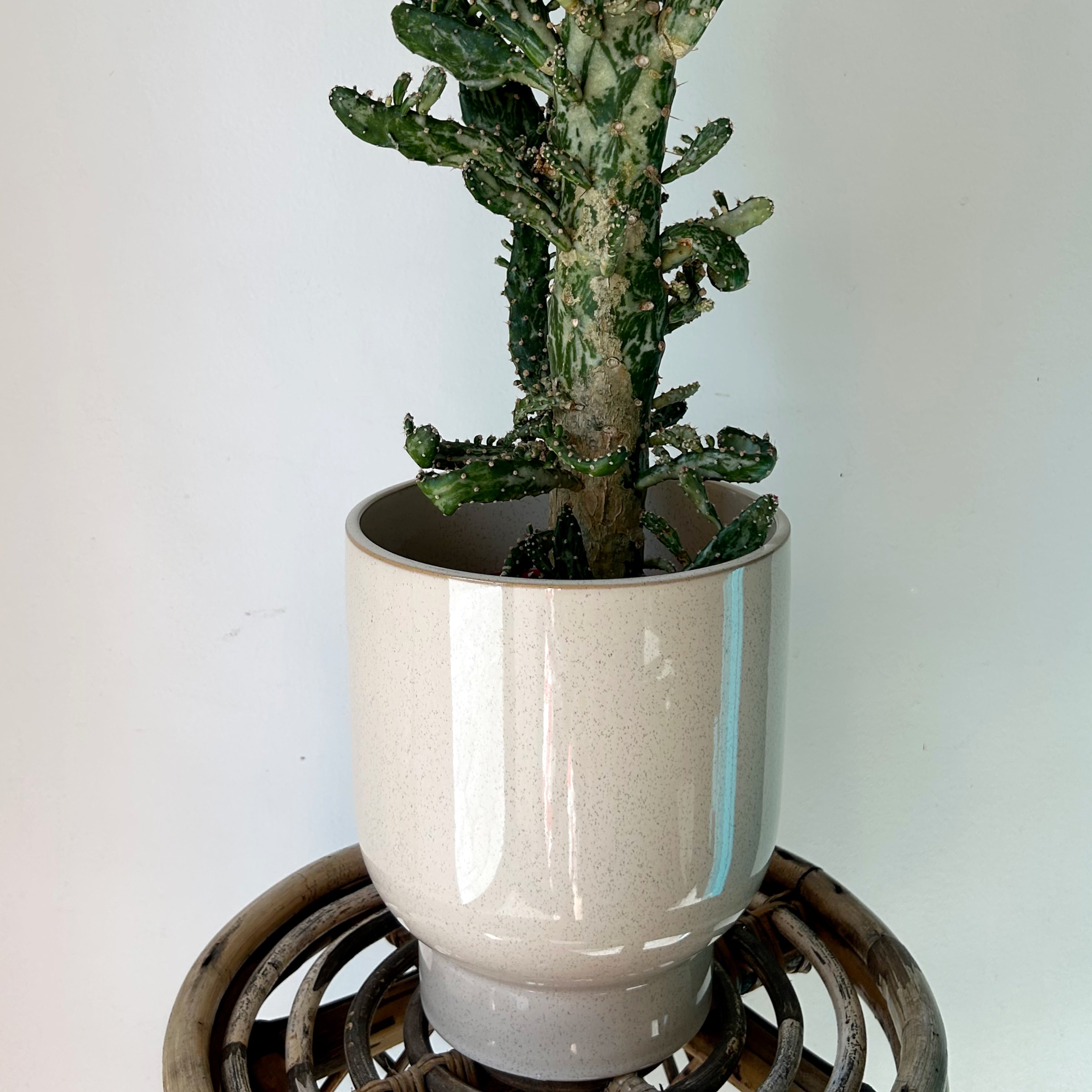 ELLIOT Glossy Raised Decorative Pot (7”x8”) available in two colours