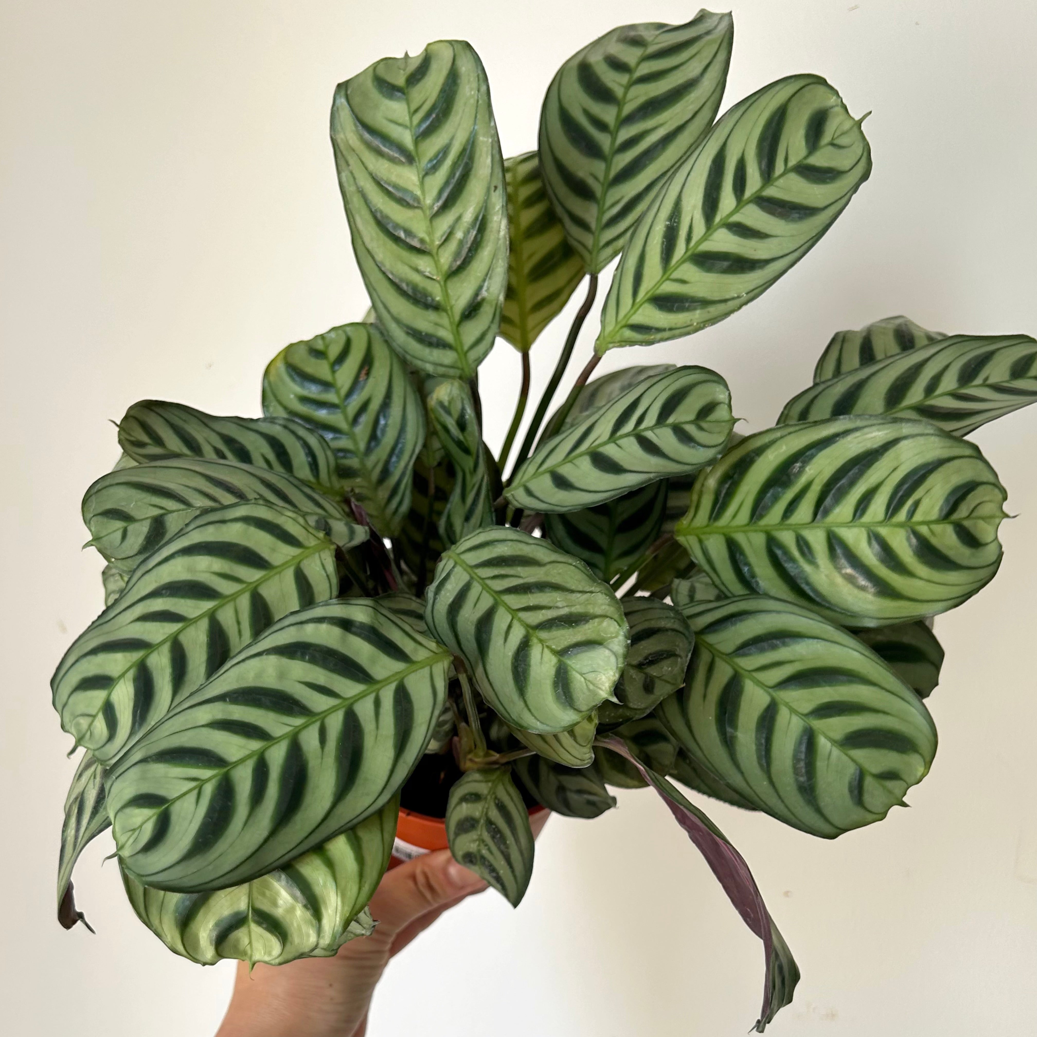 Calathea Fishbone Prayer Plant (Burle Marx) 5”pot