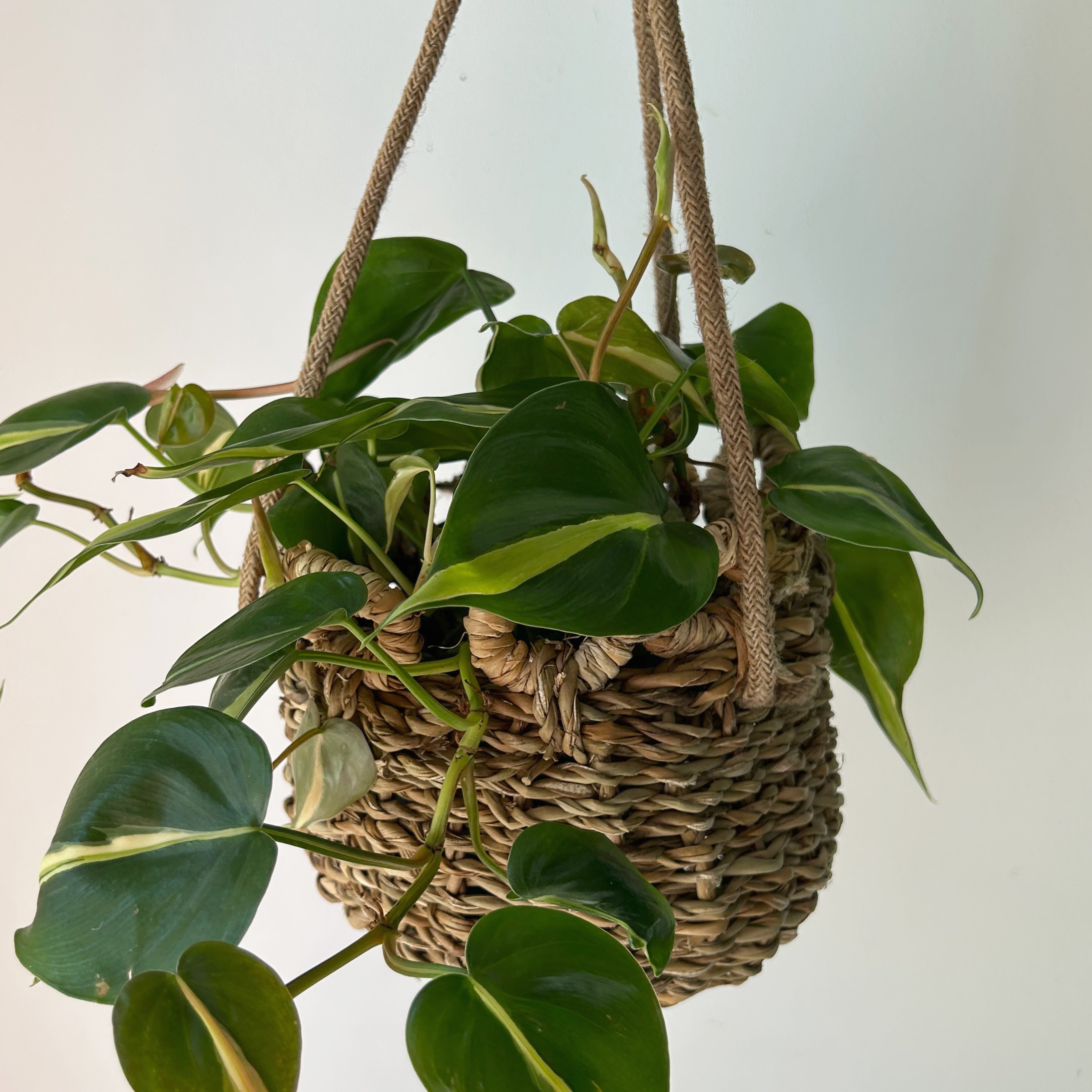 VERSE Hanging Weaved Basket (6”x6”)
