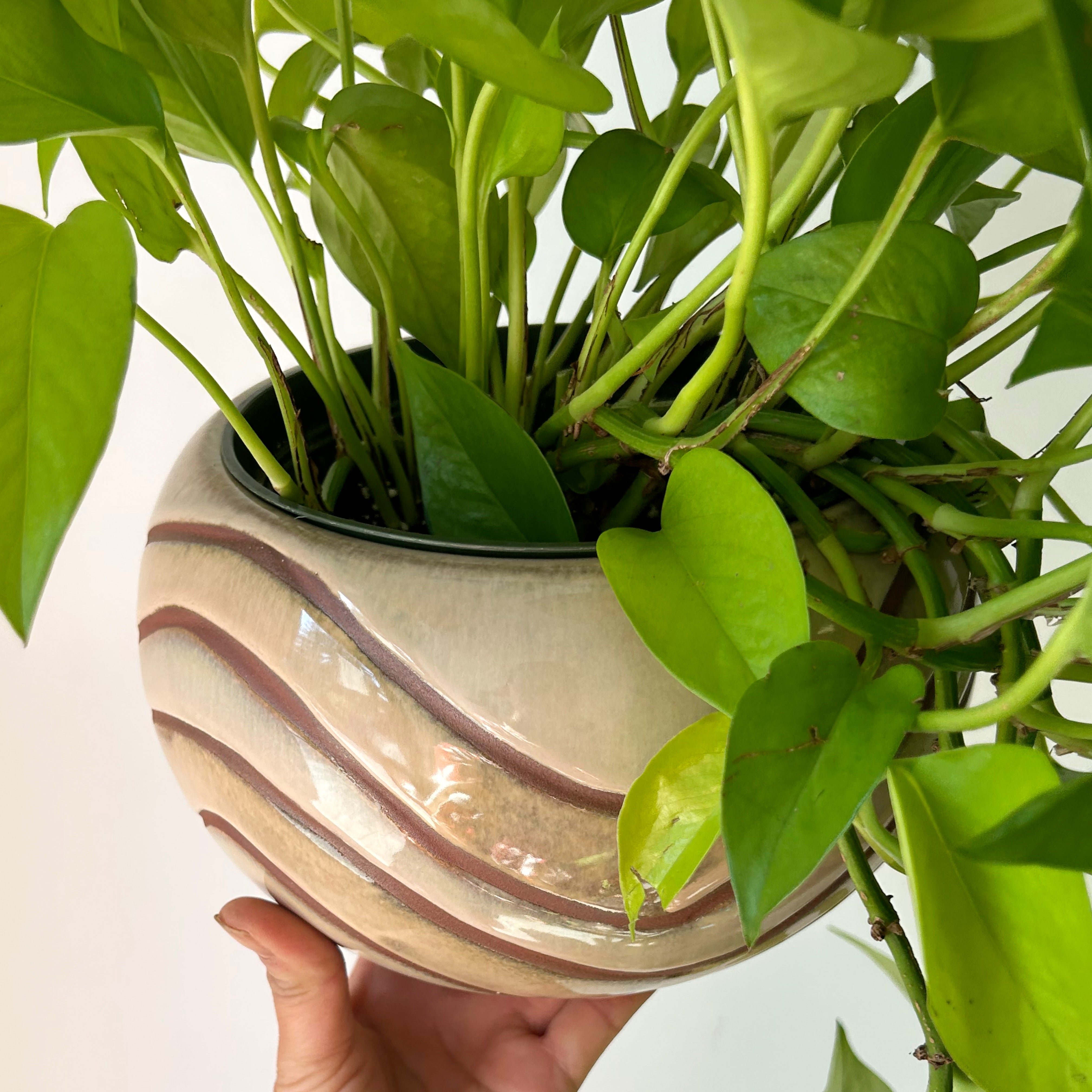 MILANO Shallow Decorative Pot (6"X5")