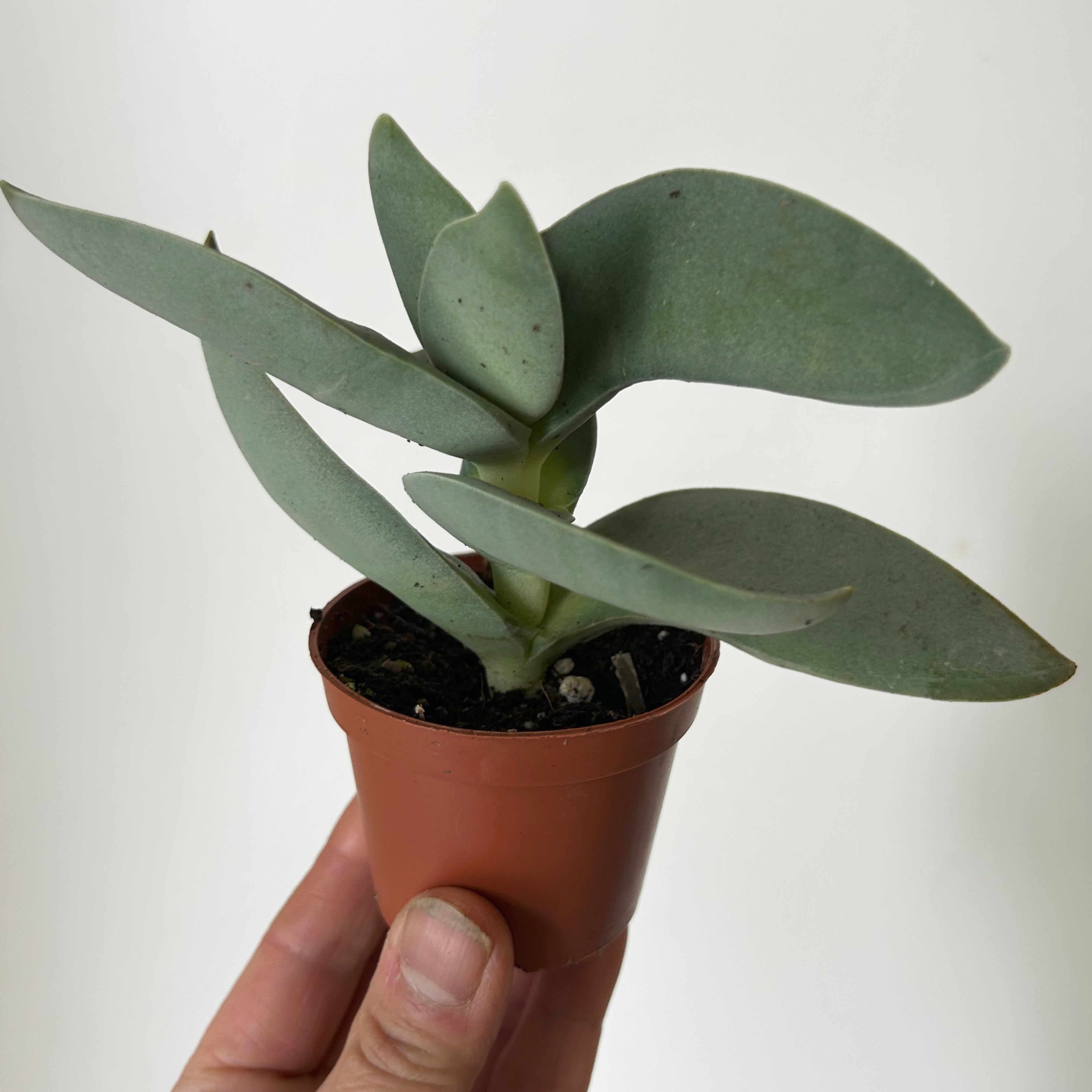 Propeller Succulent (Crassula falcata) 2.5”pot