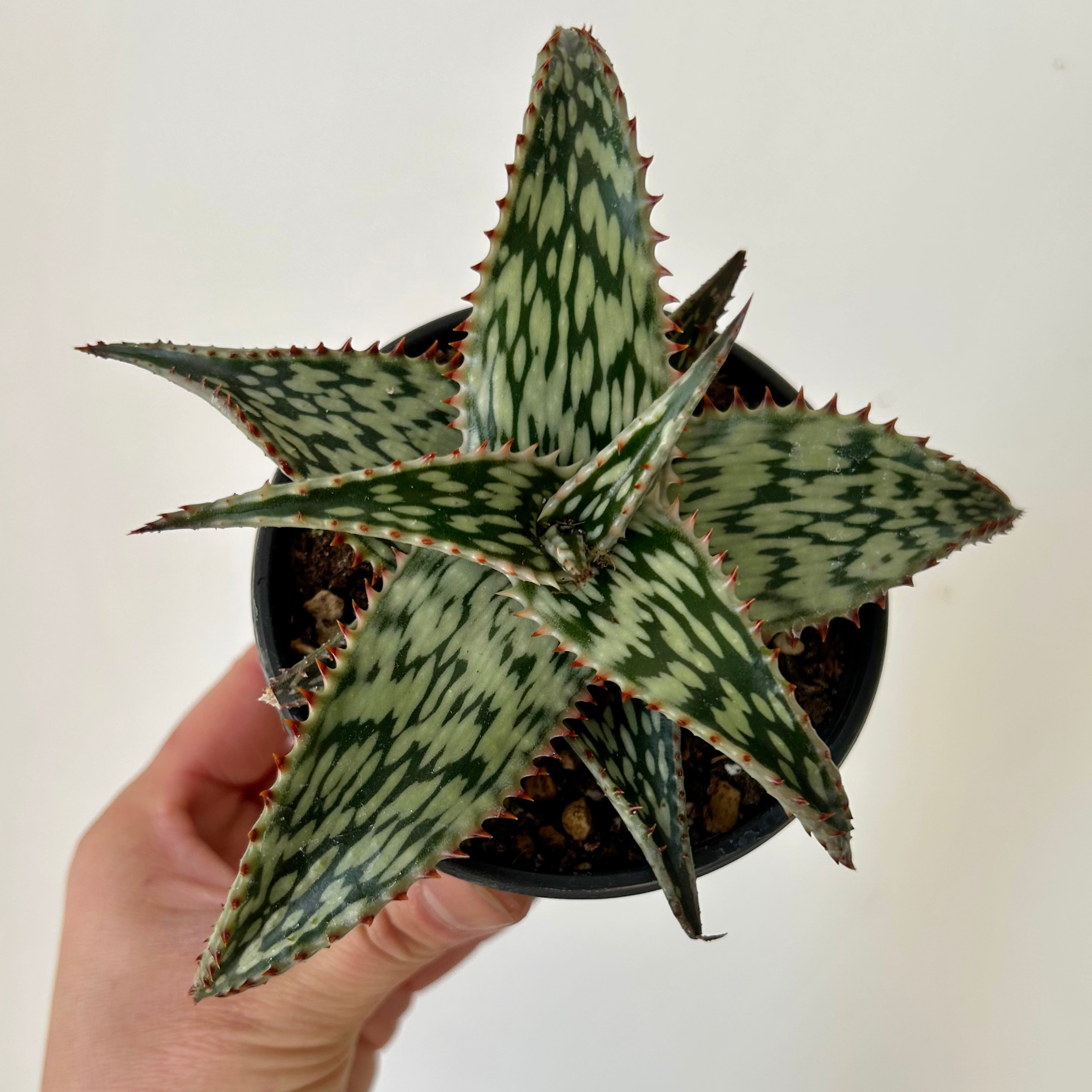 Aloe somaliensis “Queen Marowa” 3.5”pot