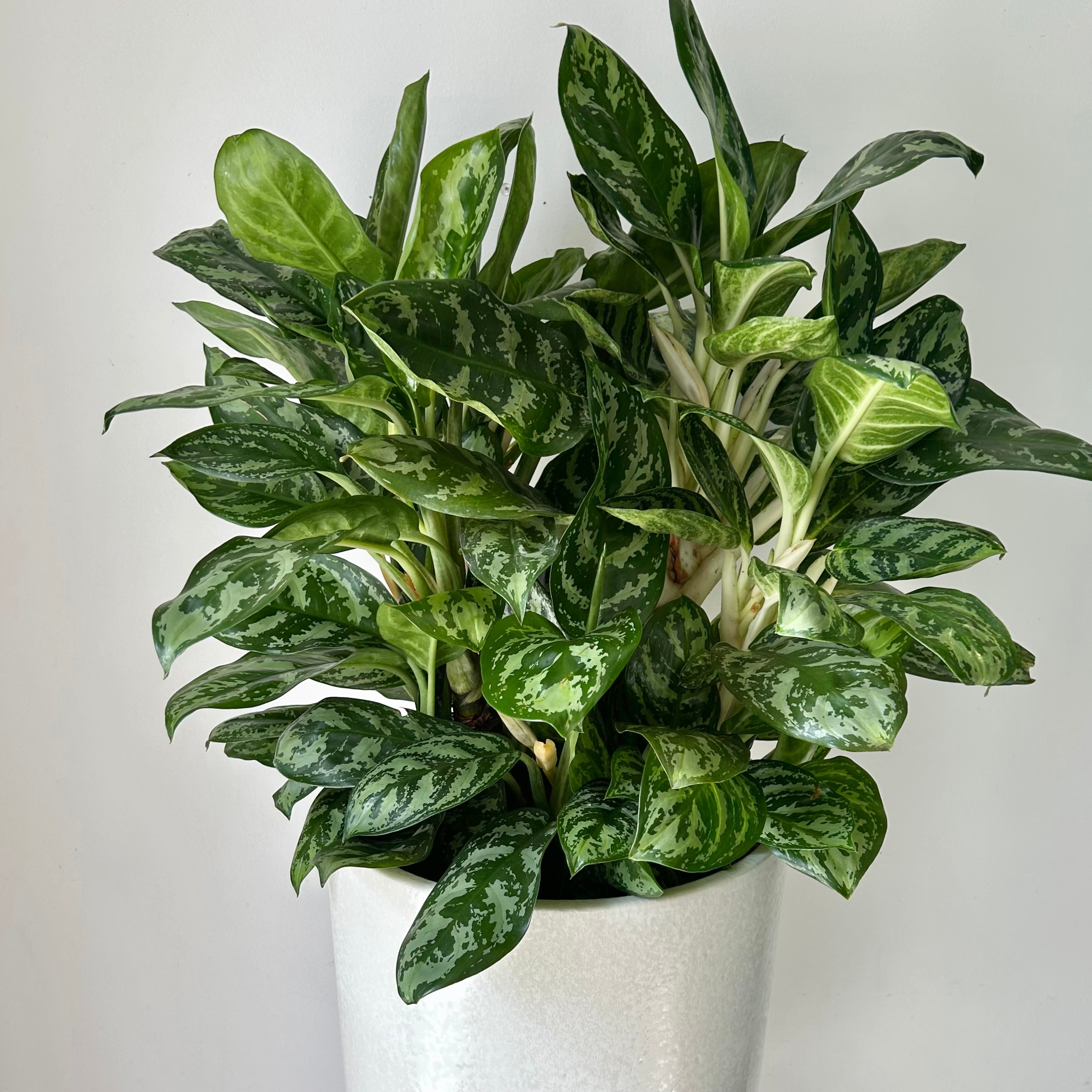 Aglaonema “Amazon Silver” approximately  3ft tall in 10” pot