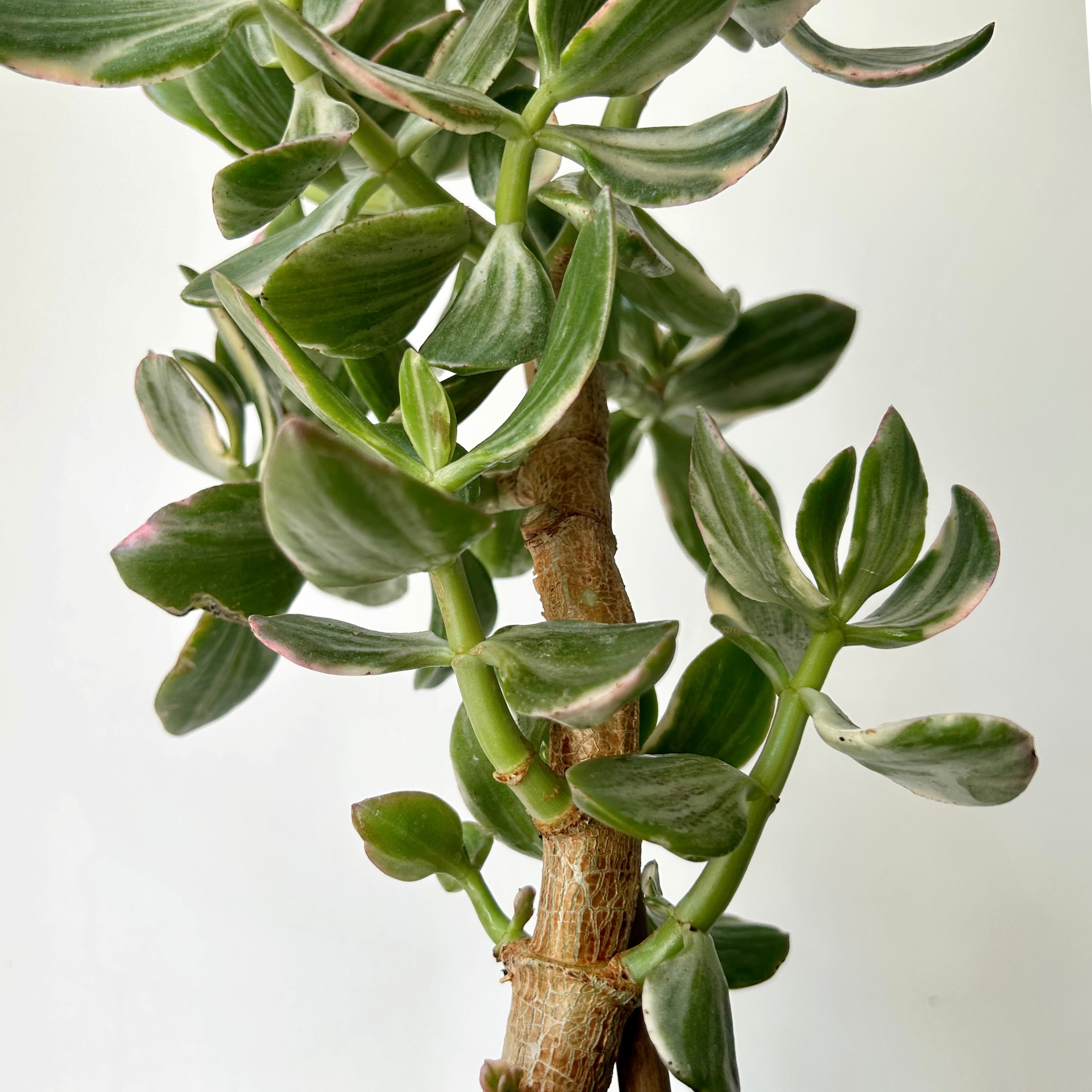 Variegated Jade Succulent Tree  (Crassula Ovata Tricolour) 6”pot