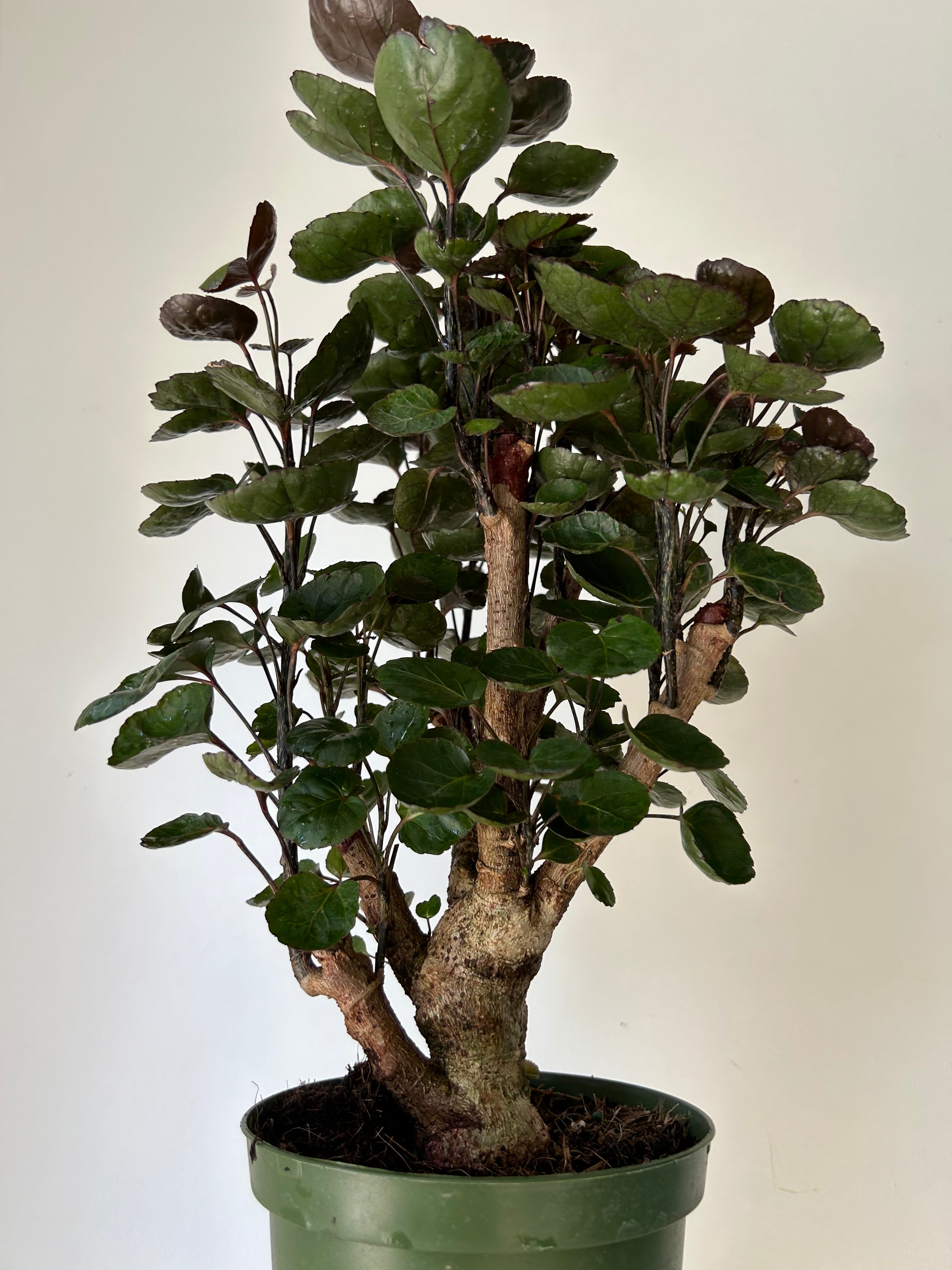 Fabian Aralia Stump (Polyscias Scutellaria) approximately 20 inches tall in 6” Pot